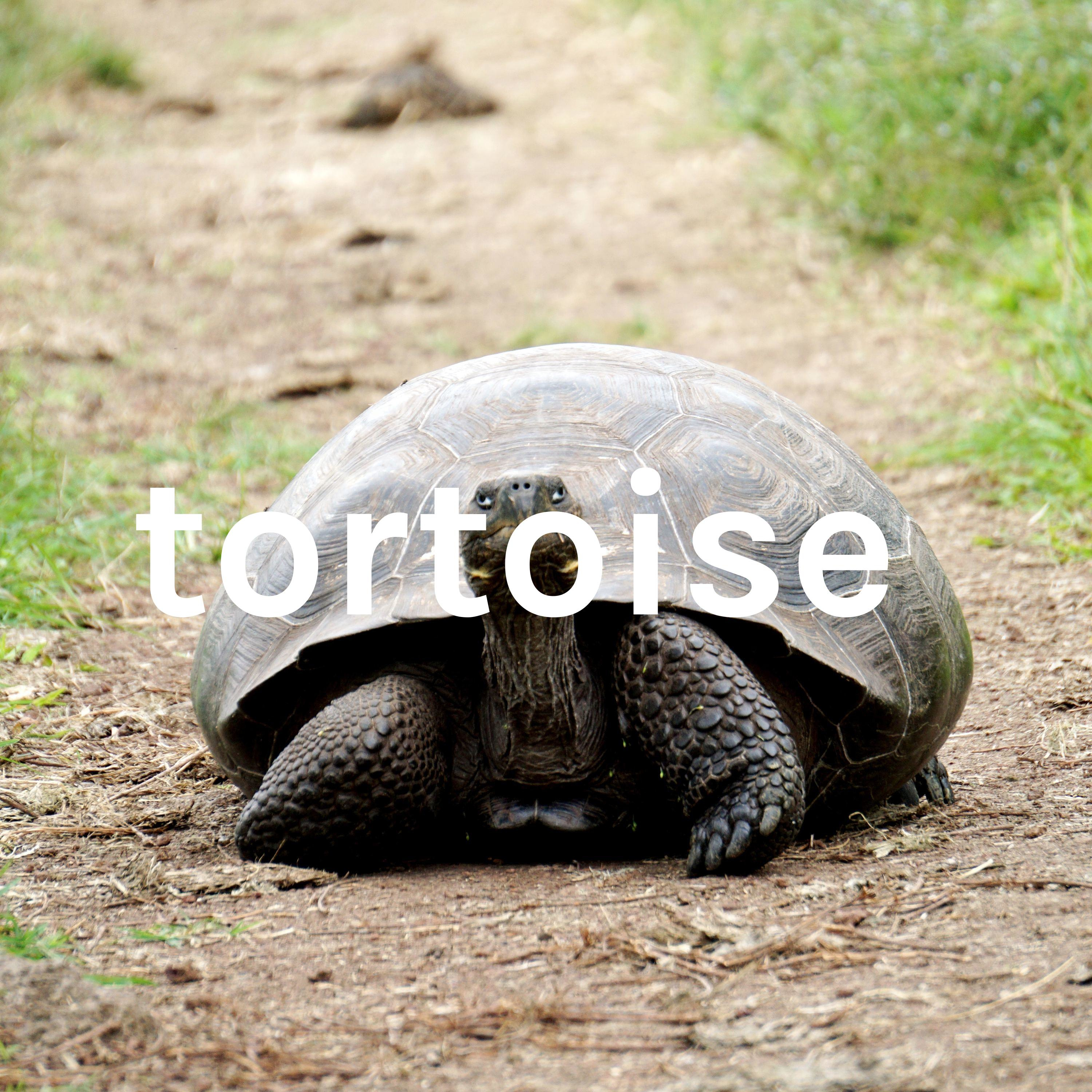 tortoise tortoise