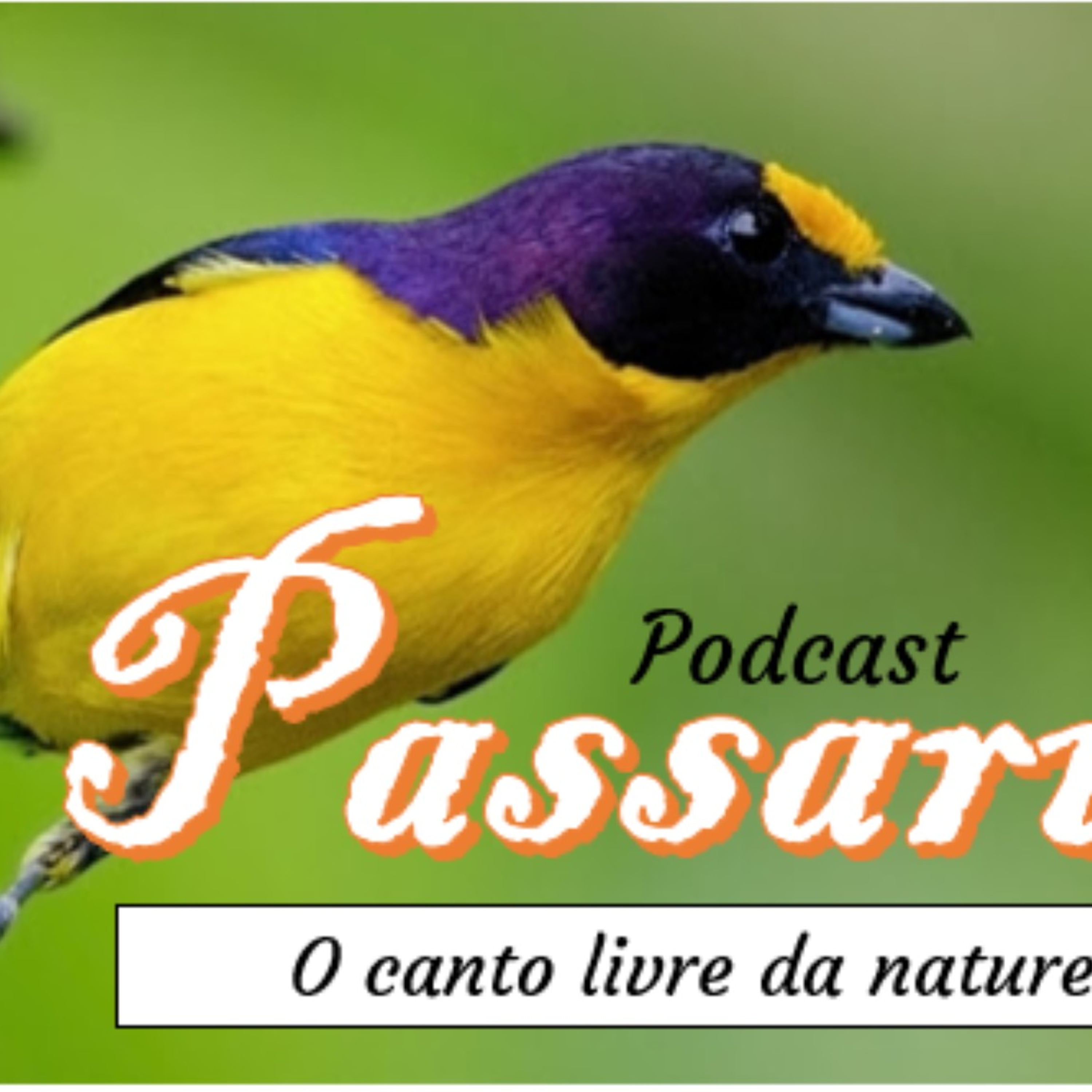 Passarim - O canto livre da natureza cover art