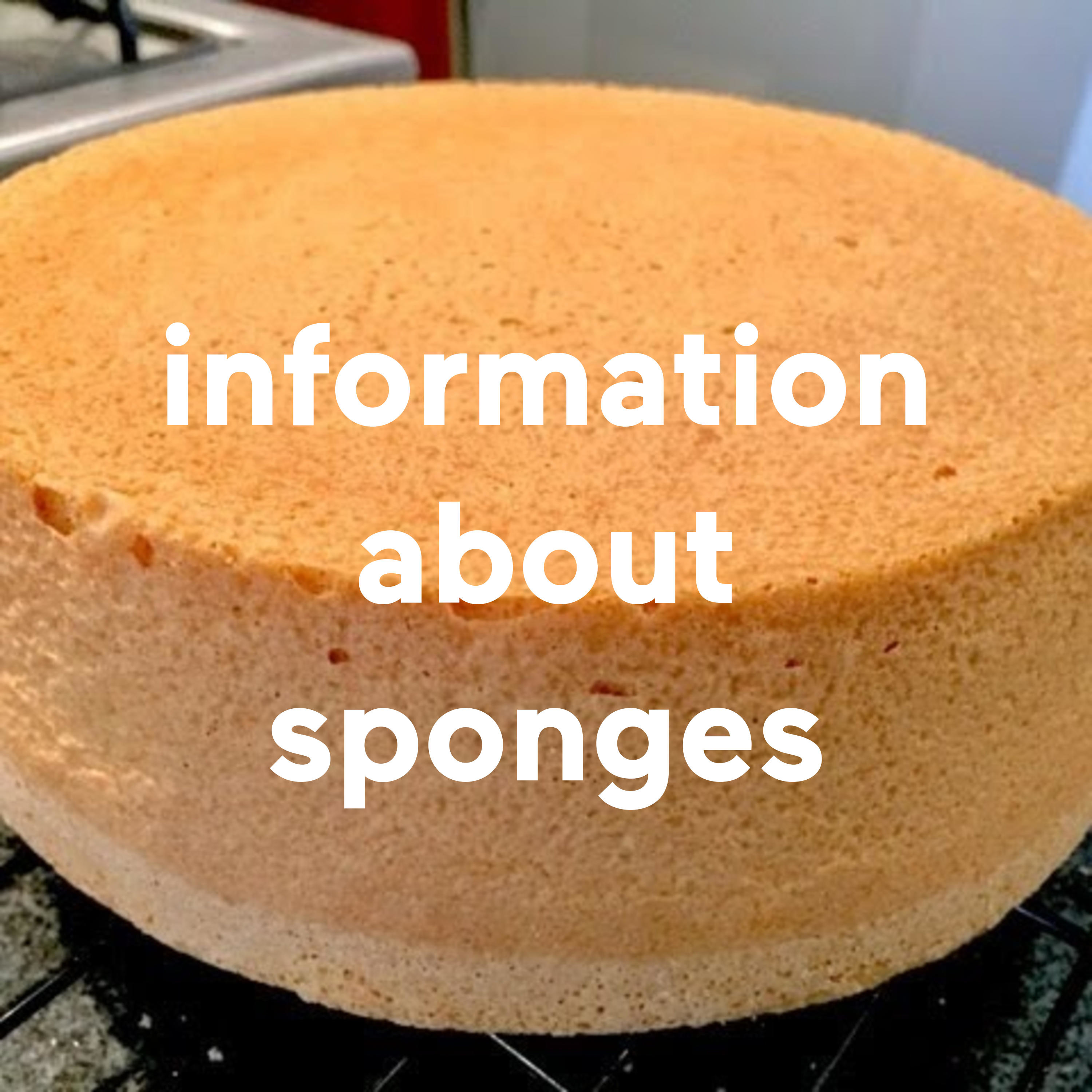 information about sponges