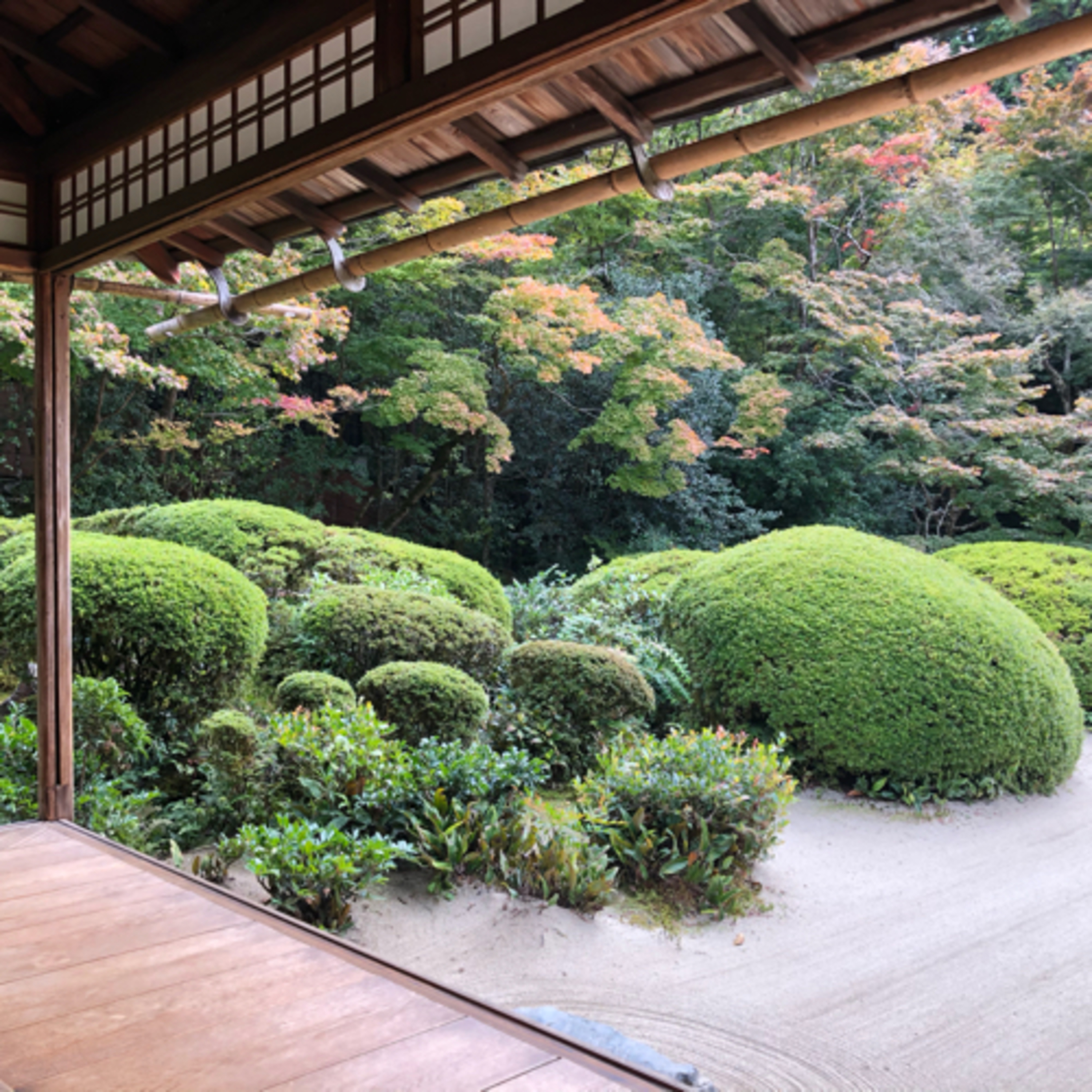 Japanese KumiHatchy