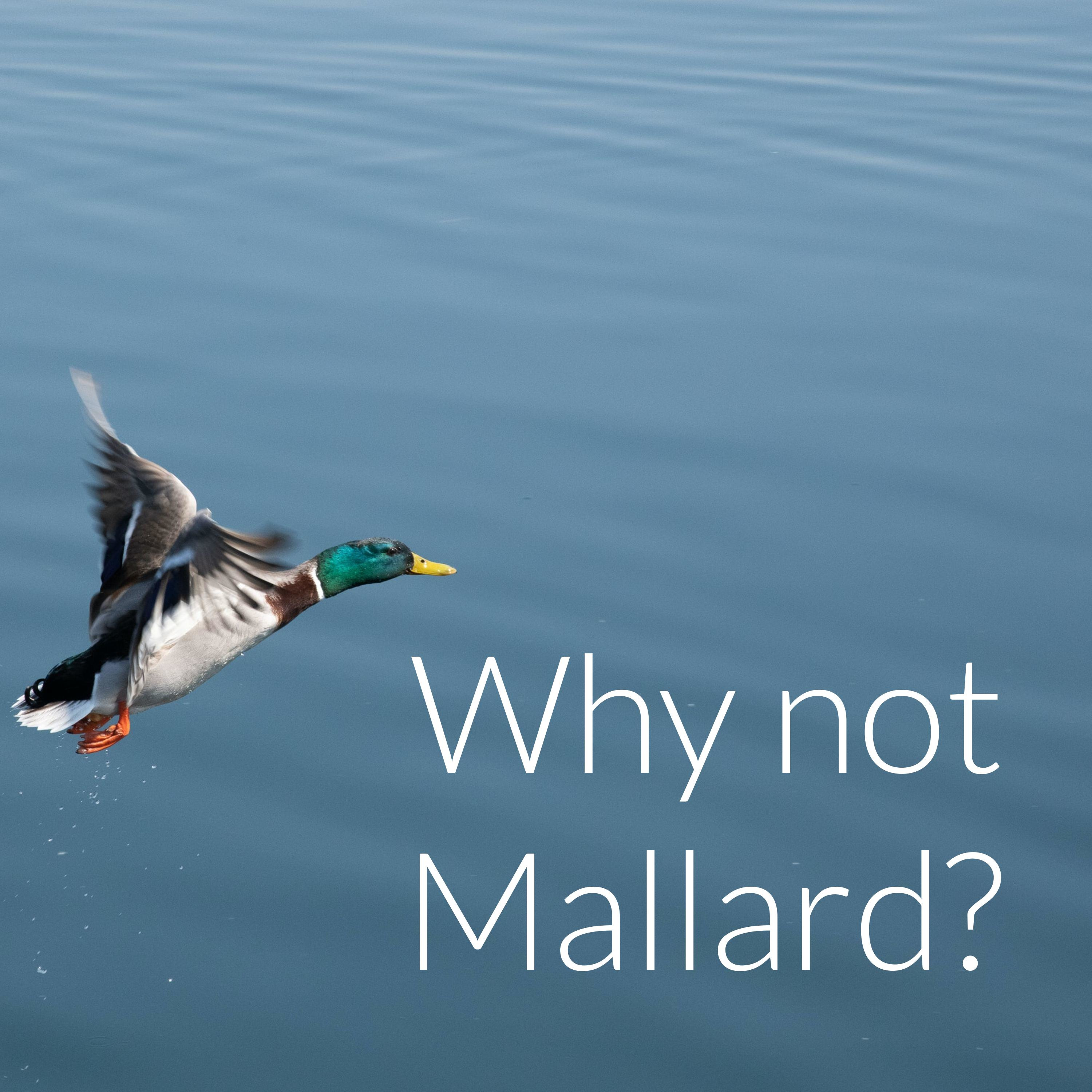 Why not Mallard?