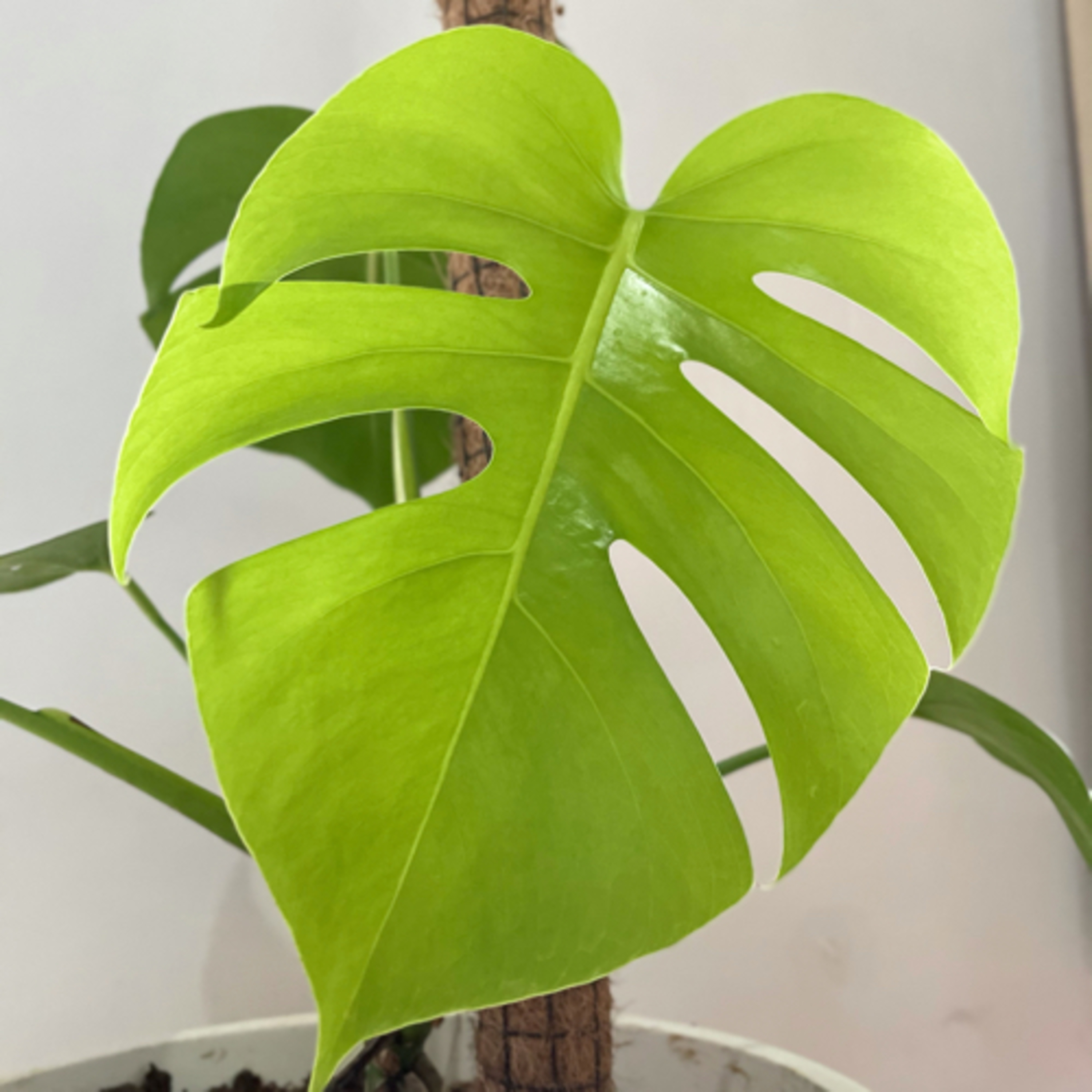 Dongeng Tidur Ovy cover art