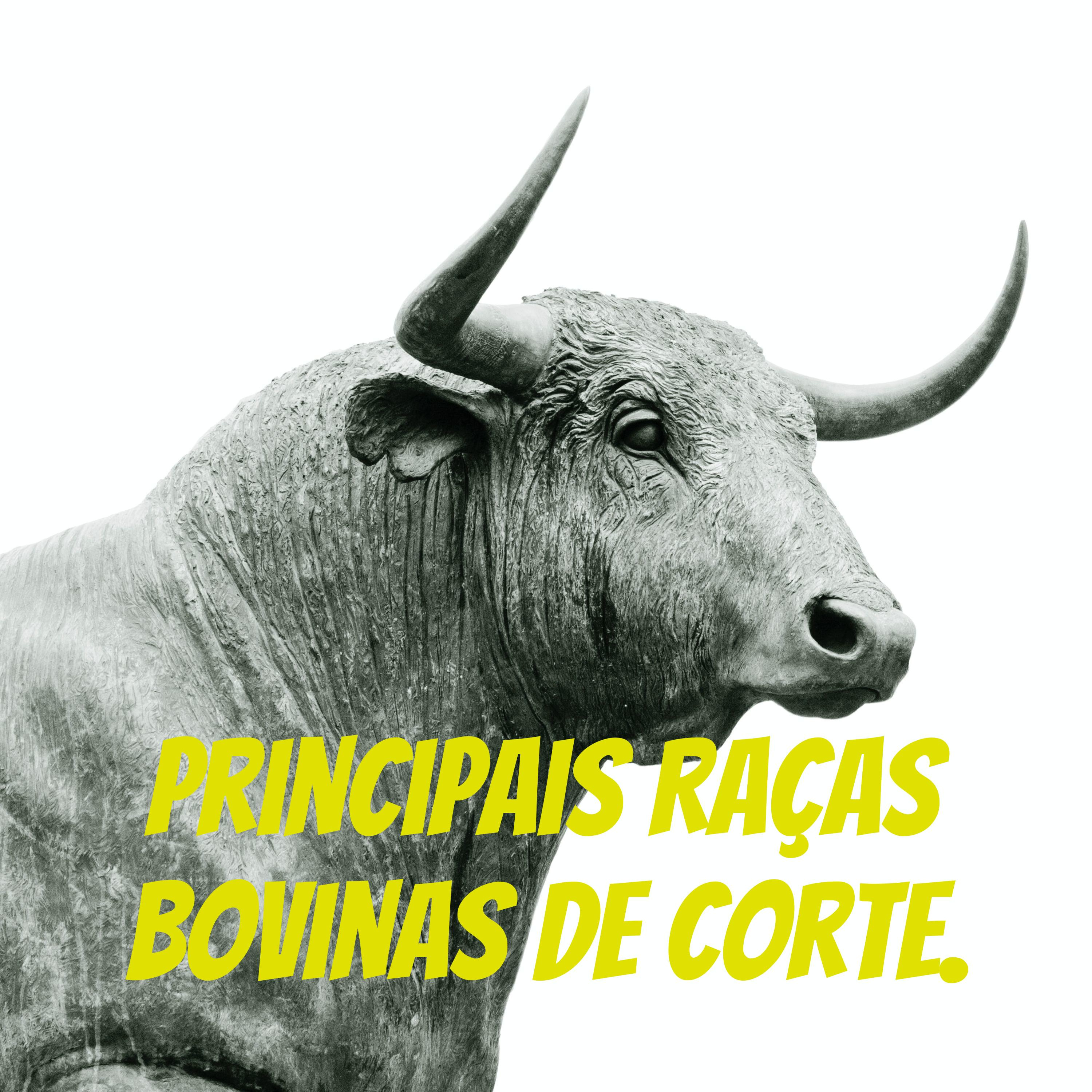 Principais Raças Bovinas de Corte.