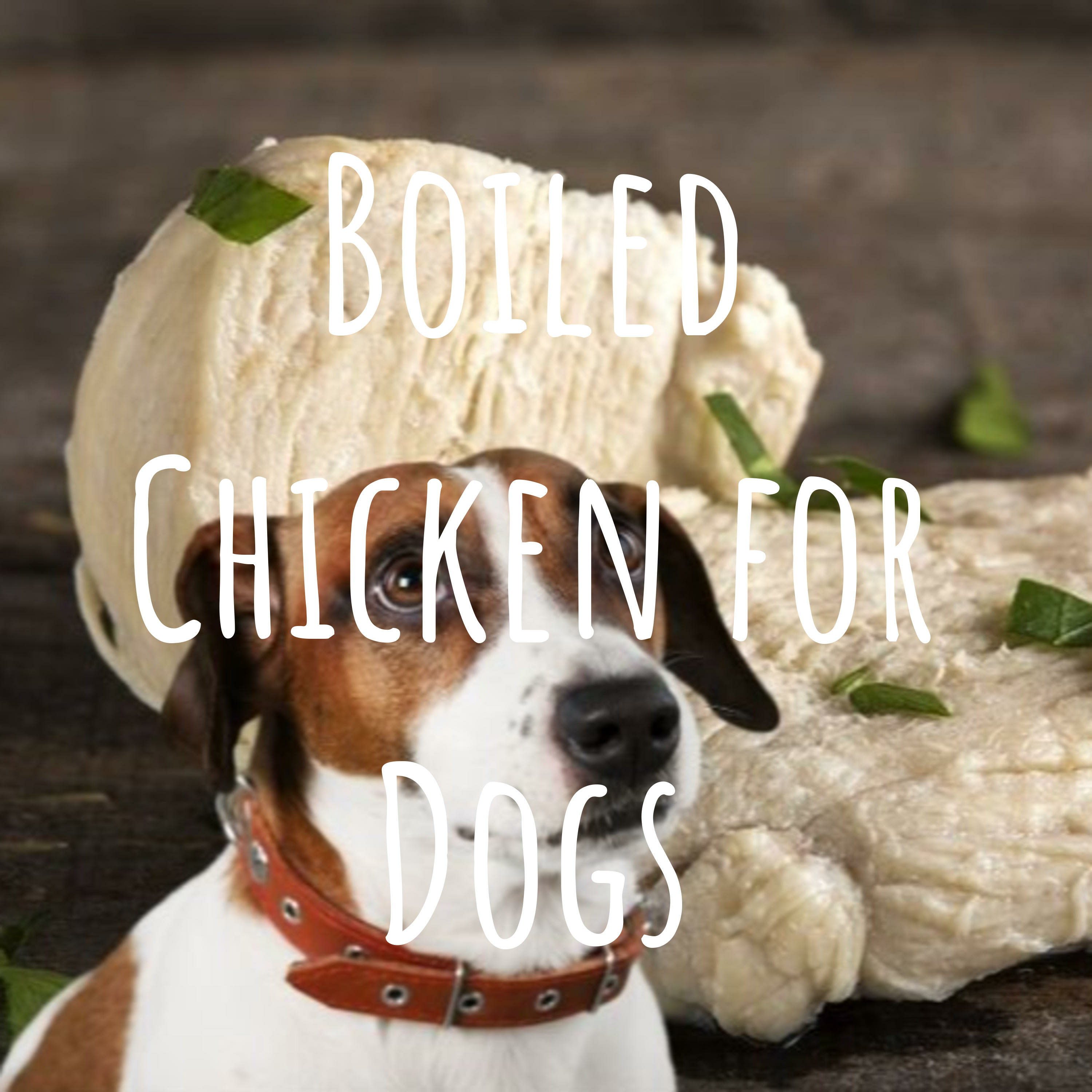How Do You Boil Chicken For Dogs