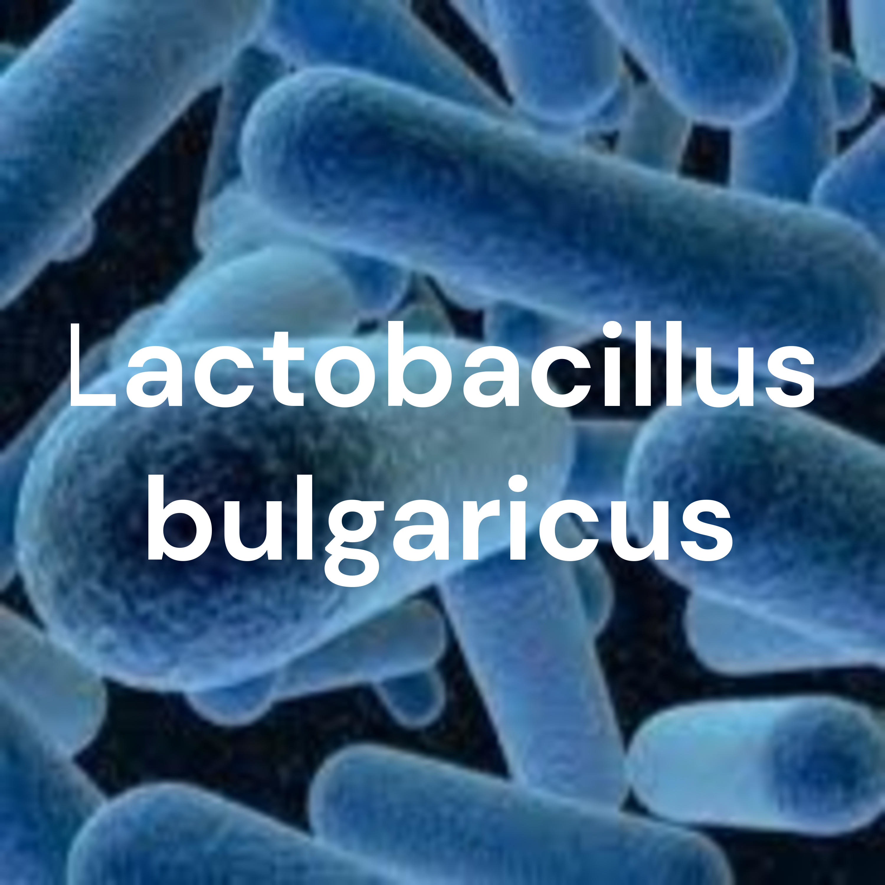 Lactobacillus bulgaricus cover art