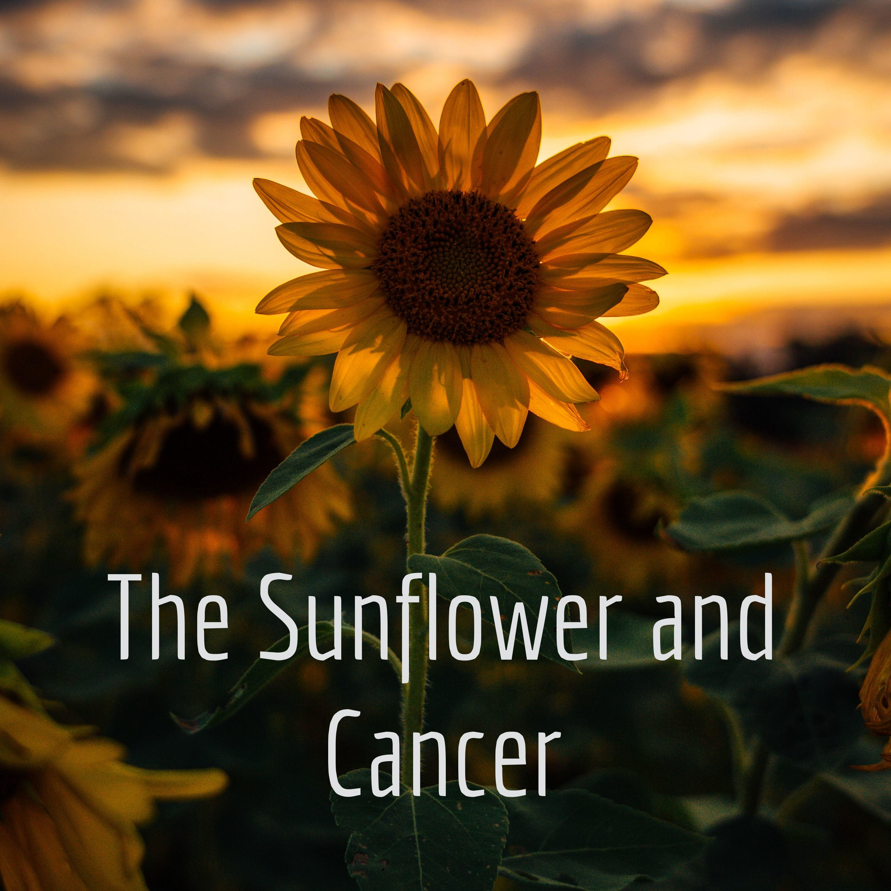 The Sunflower and Cancer