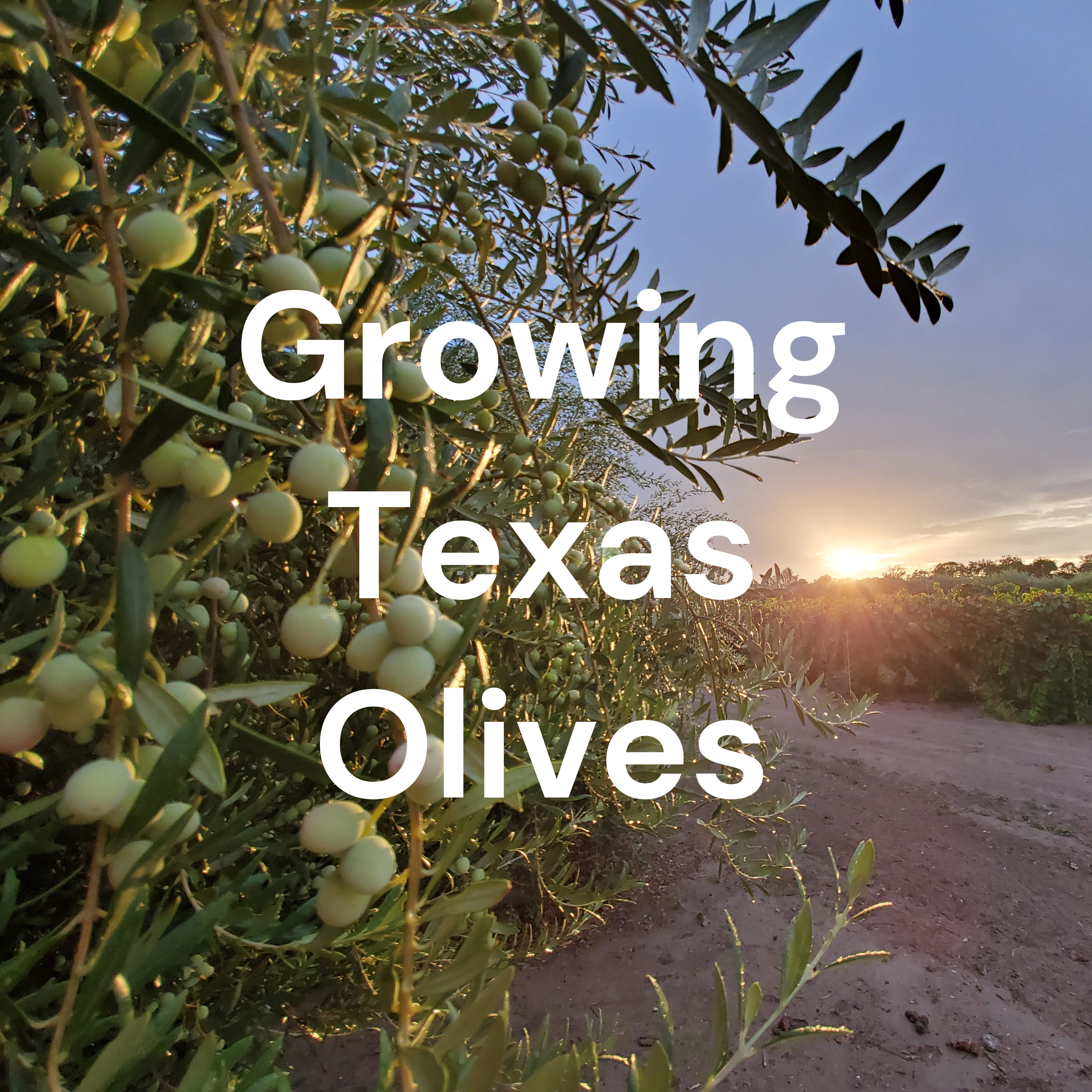 Growing Texas Olives