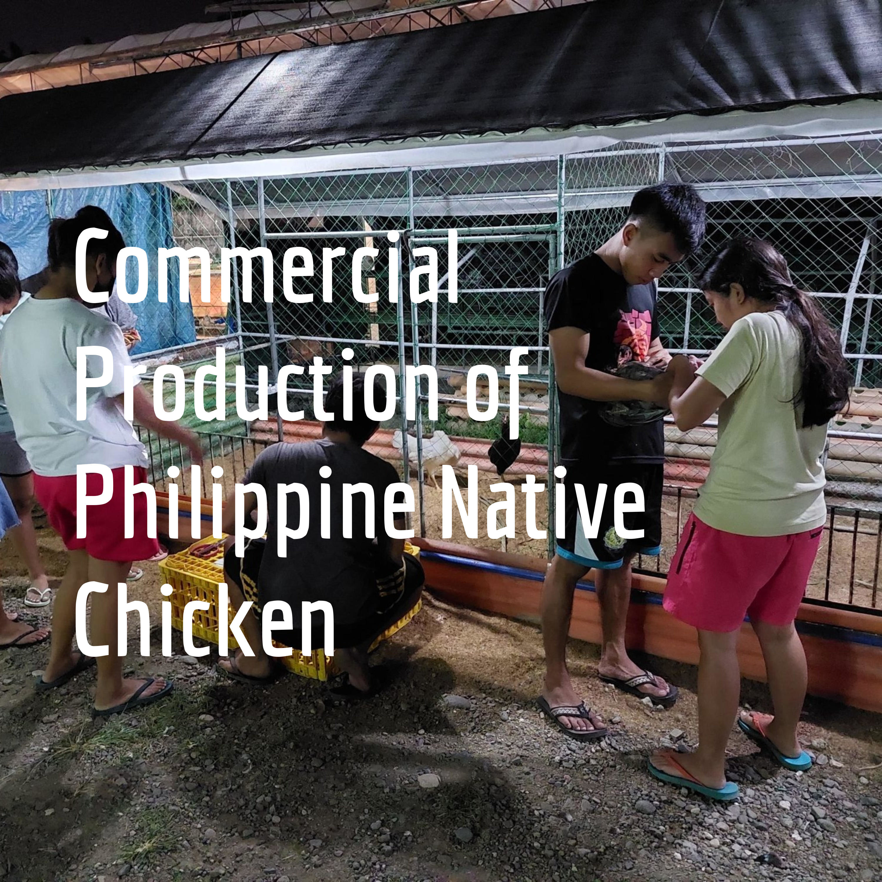 Philippine Native Chicken podcast artwork