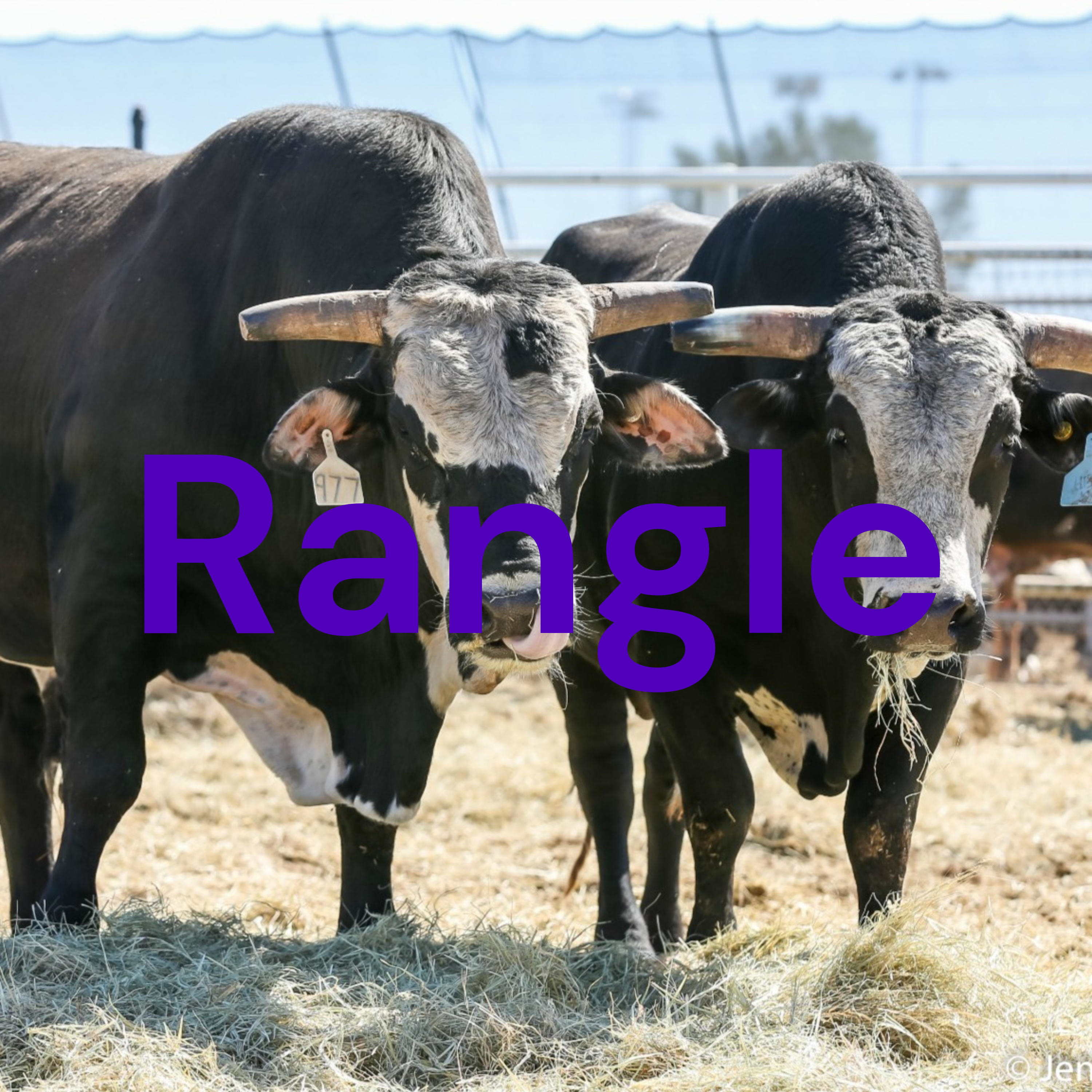 Rangle