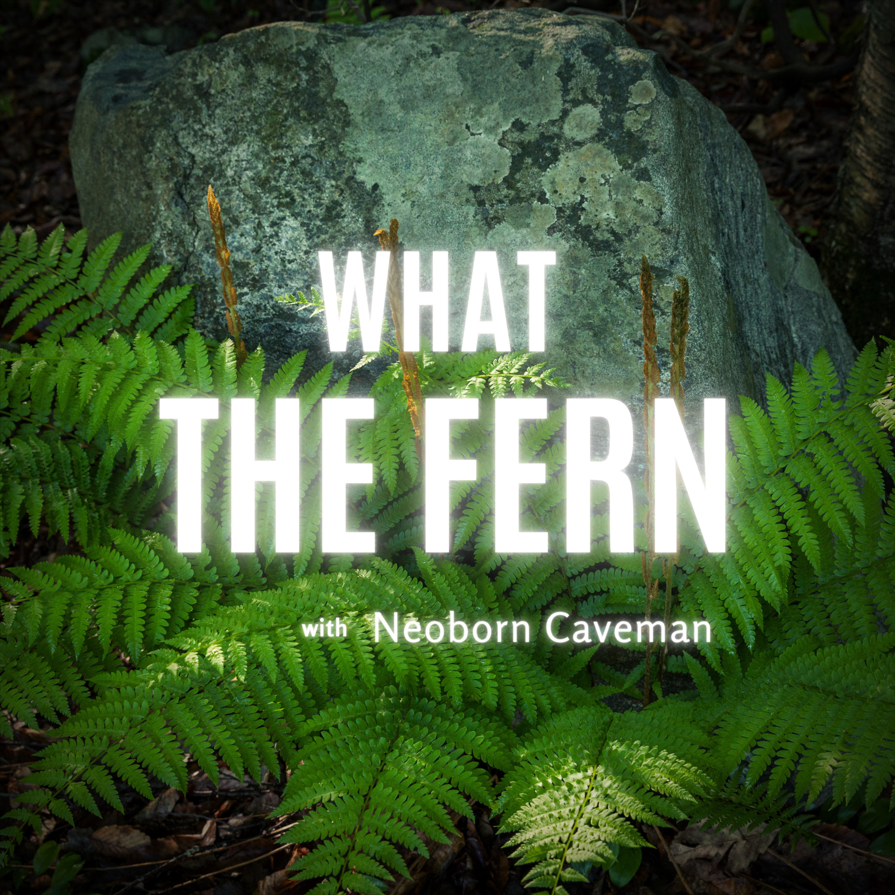 What The Fern What The Fern