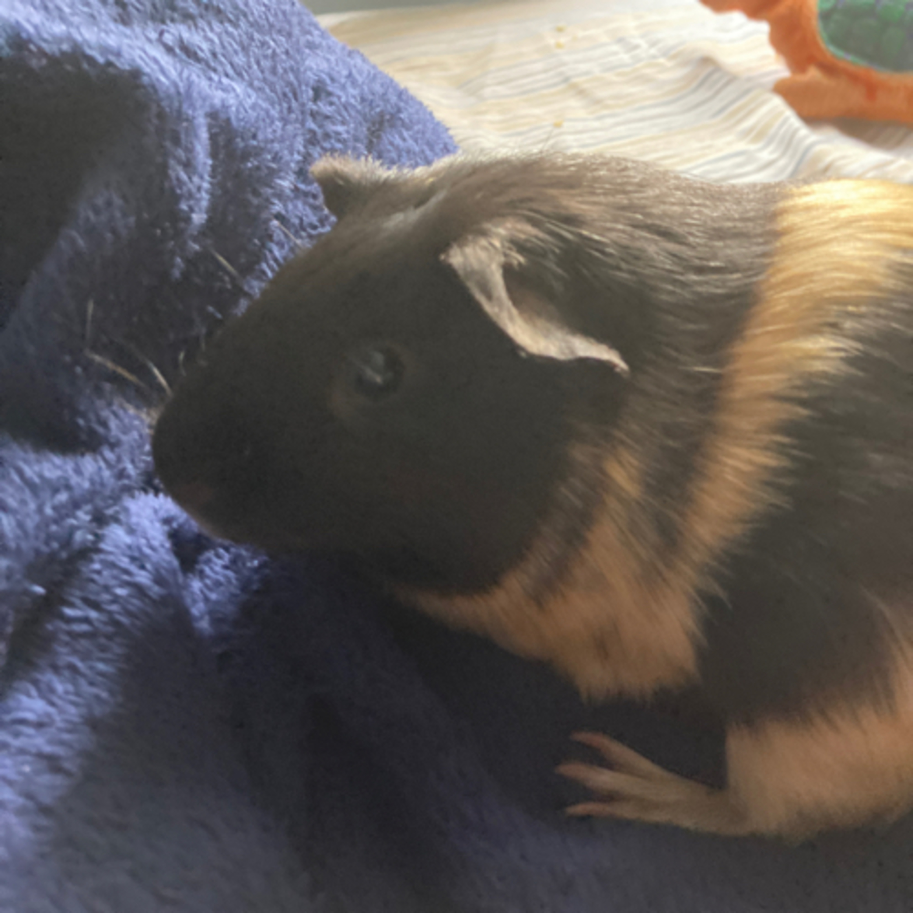 The guinea pig podcast