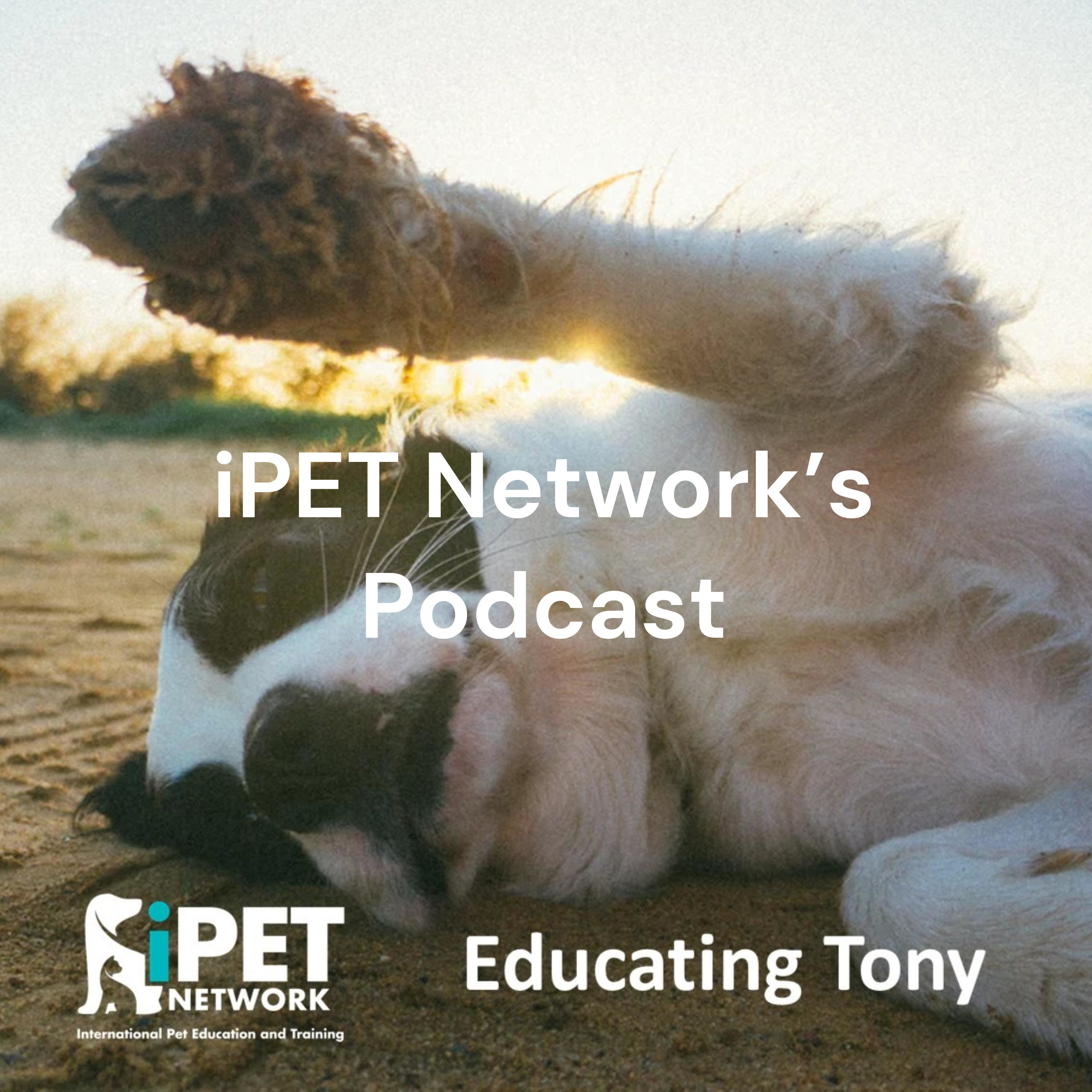 iPET Network Educating Tony - Rebecca Walters - Getting your puppy ready for grooming 