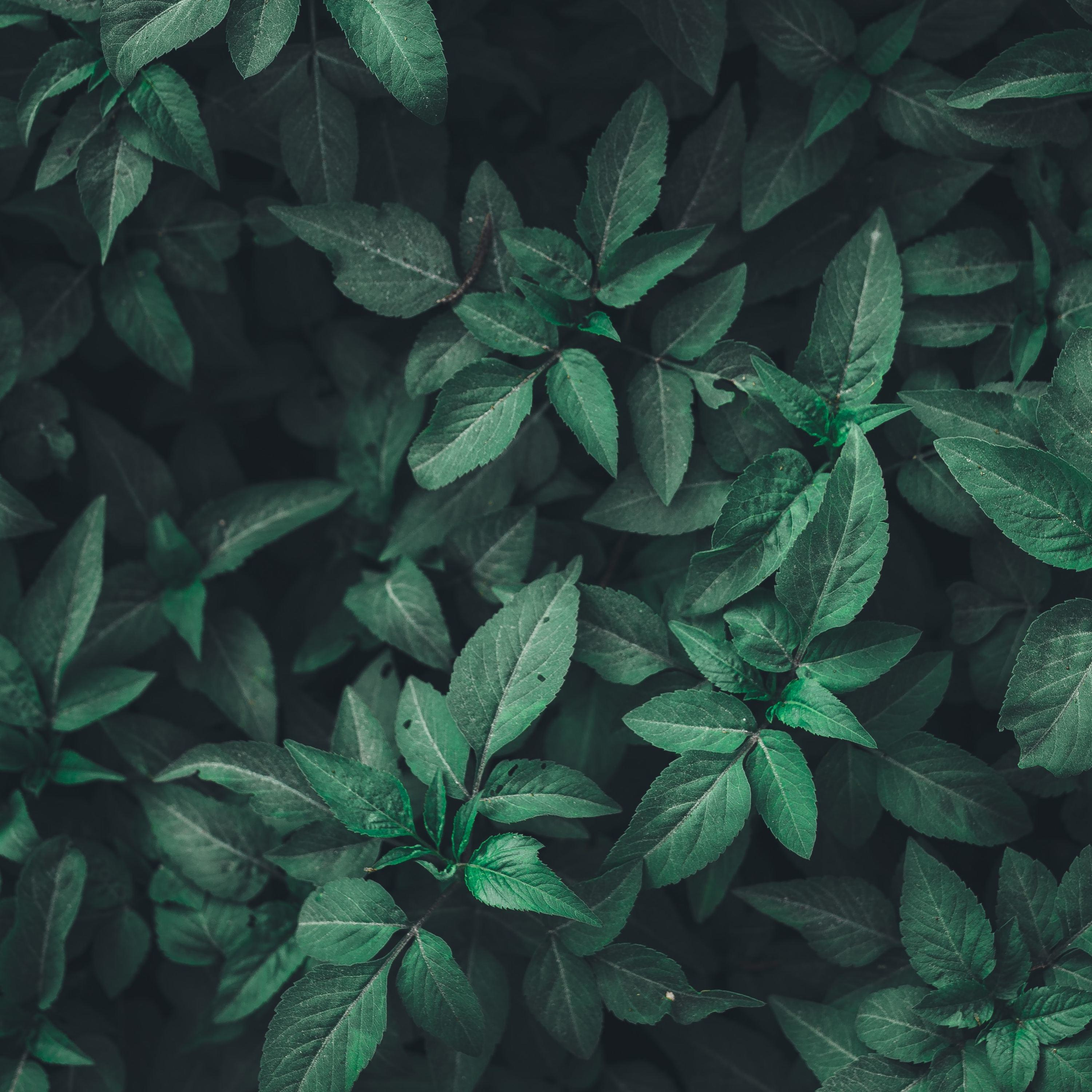 Abuso doméstico y mujeres hispanohablantes