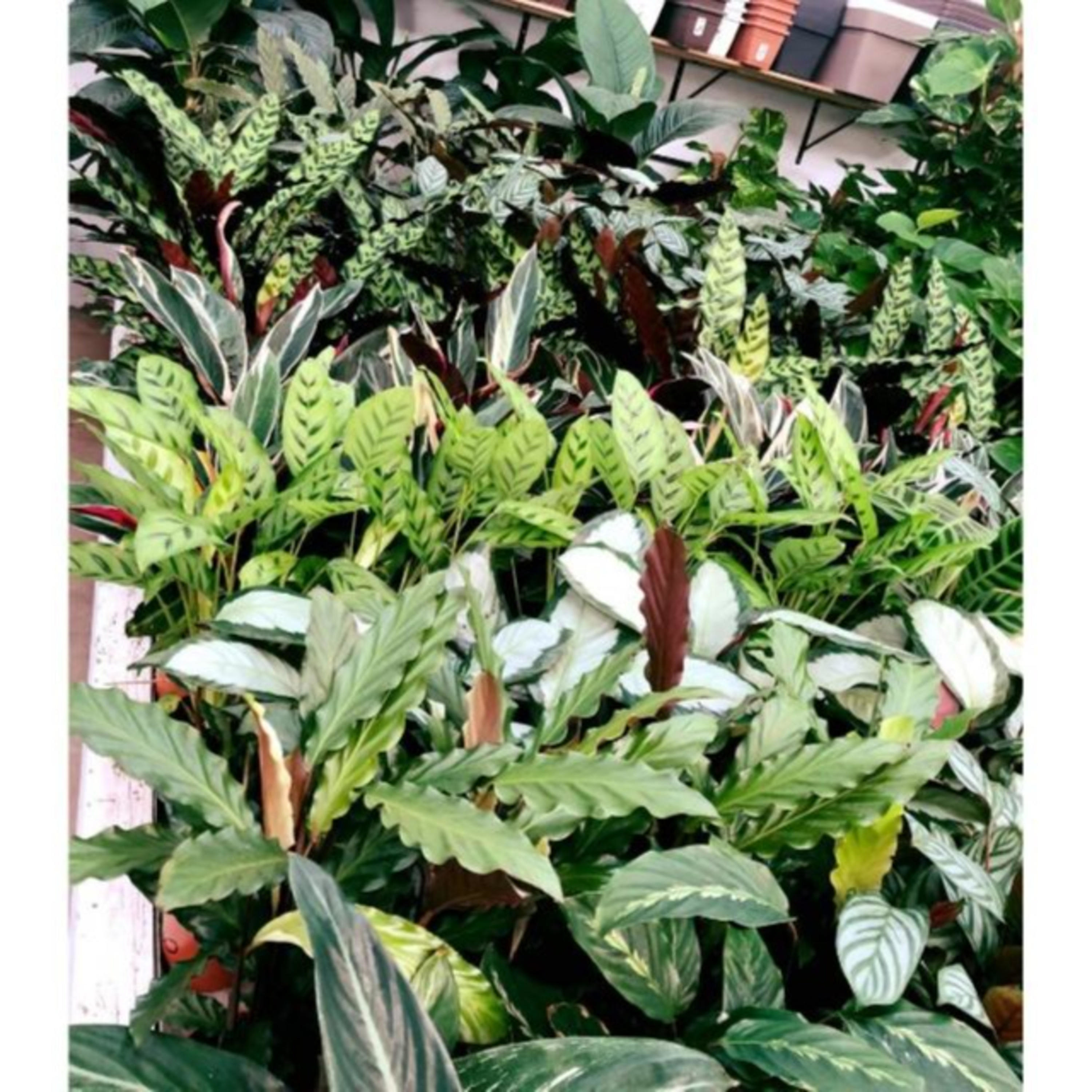 Somos la voz de los que no pueden hablar y tampoco defenderse. cover art