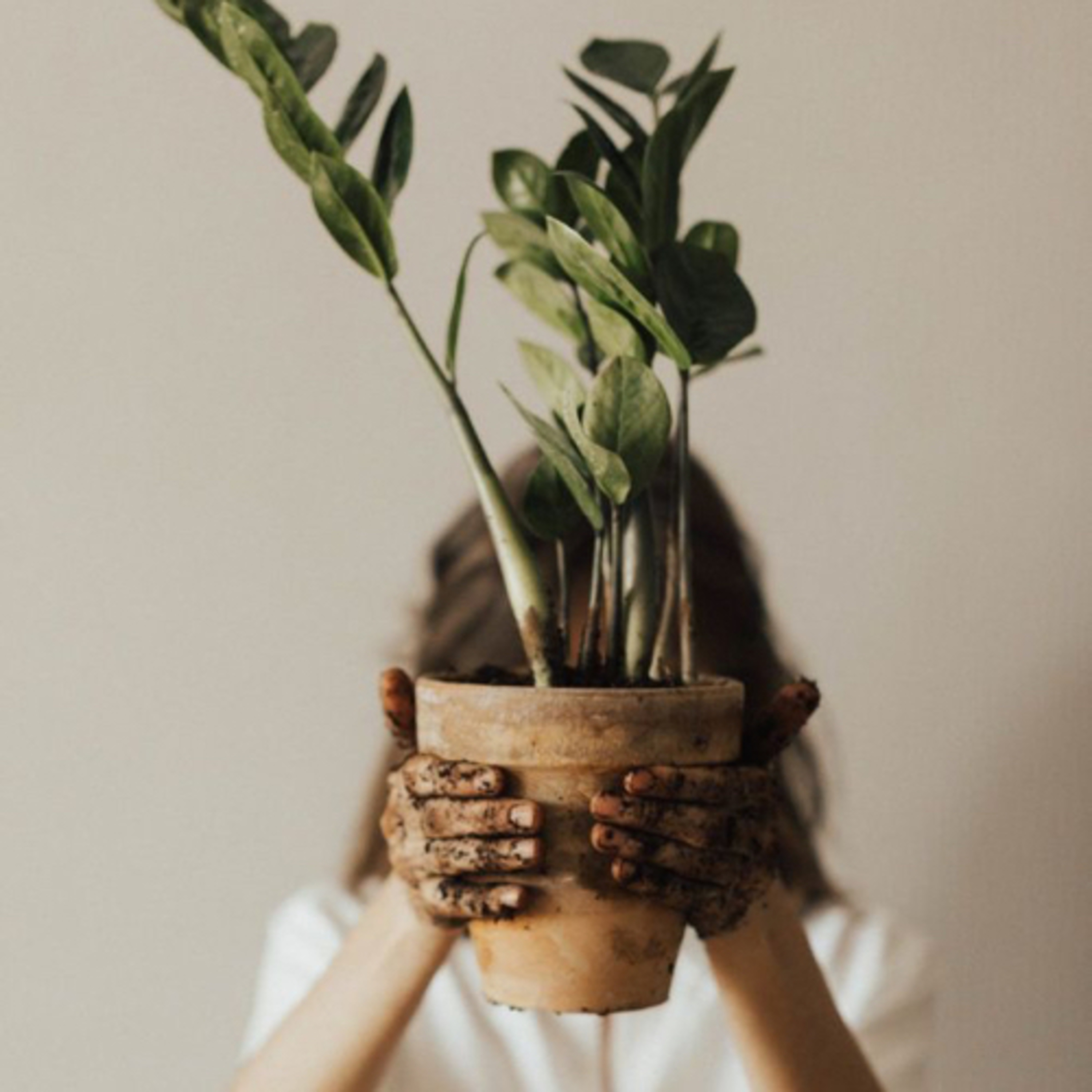 Raíz amorosa cover art