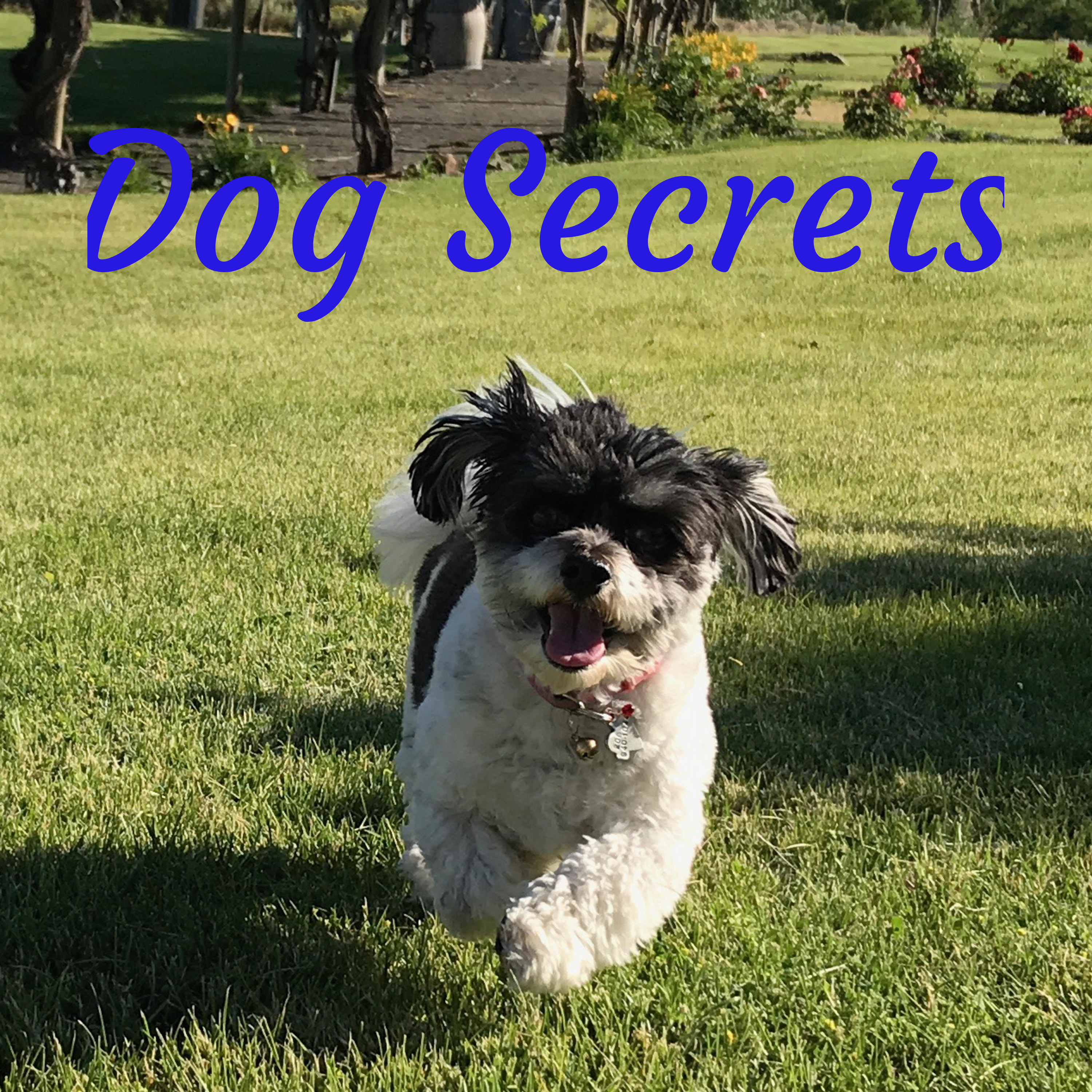 Dog Secrets