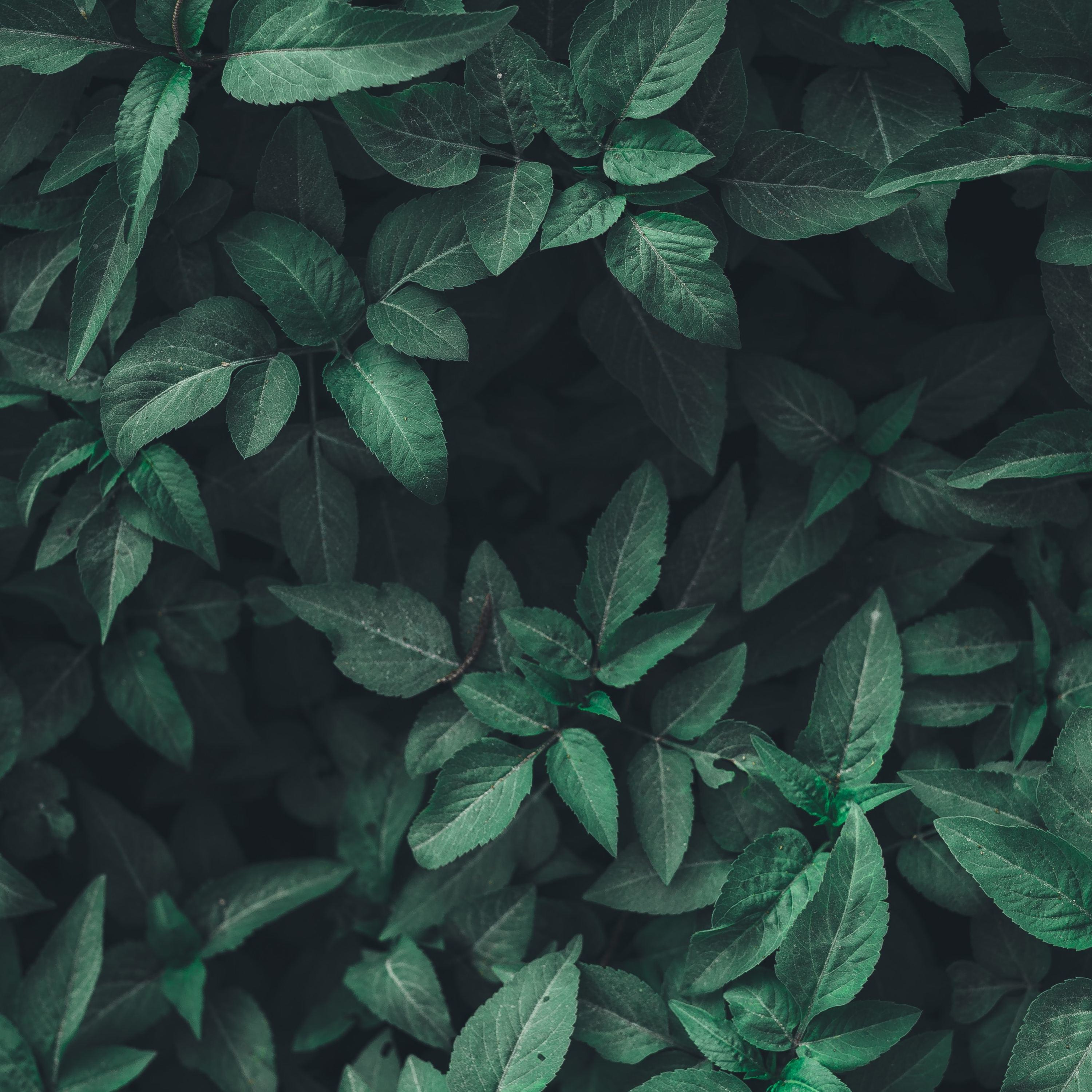 Збор-два: Парк муабети cover art