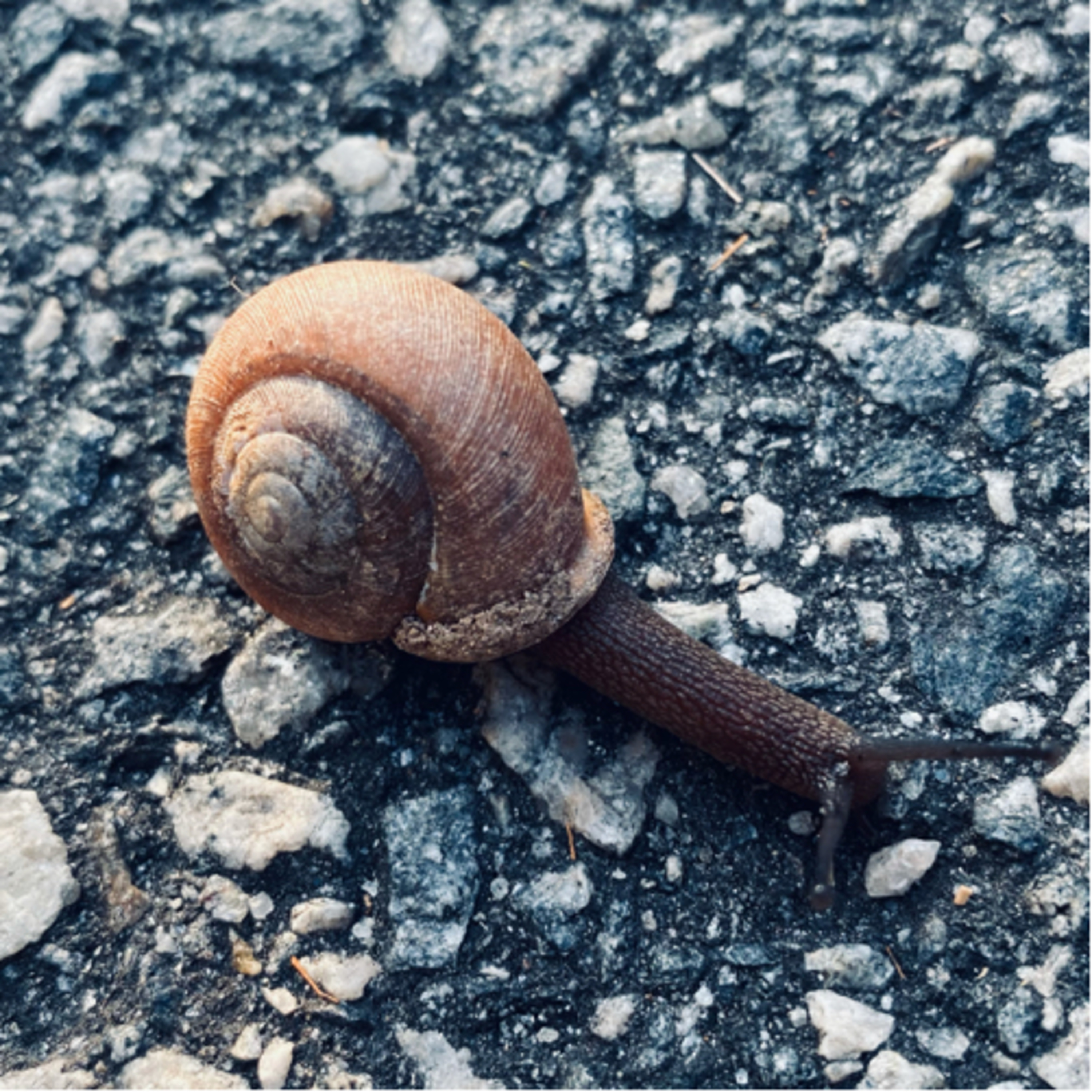 SnailTales podcast artwork