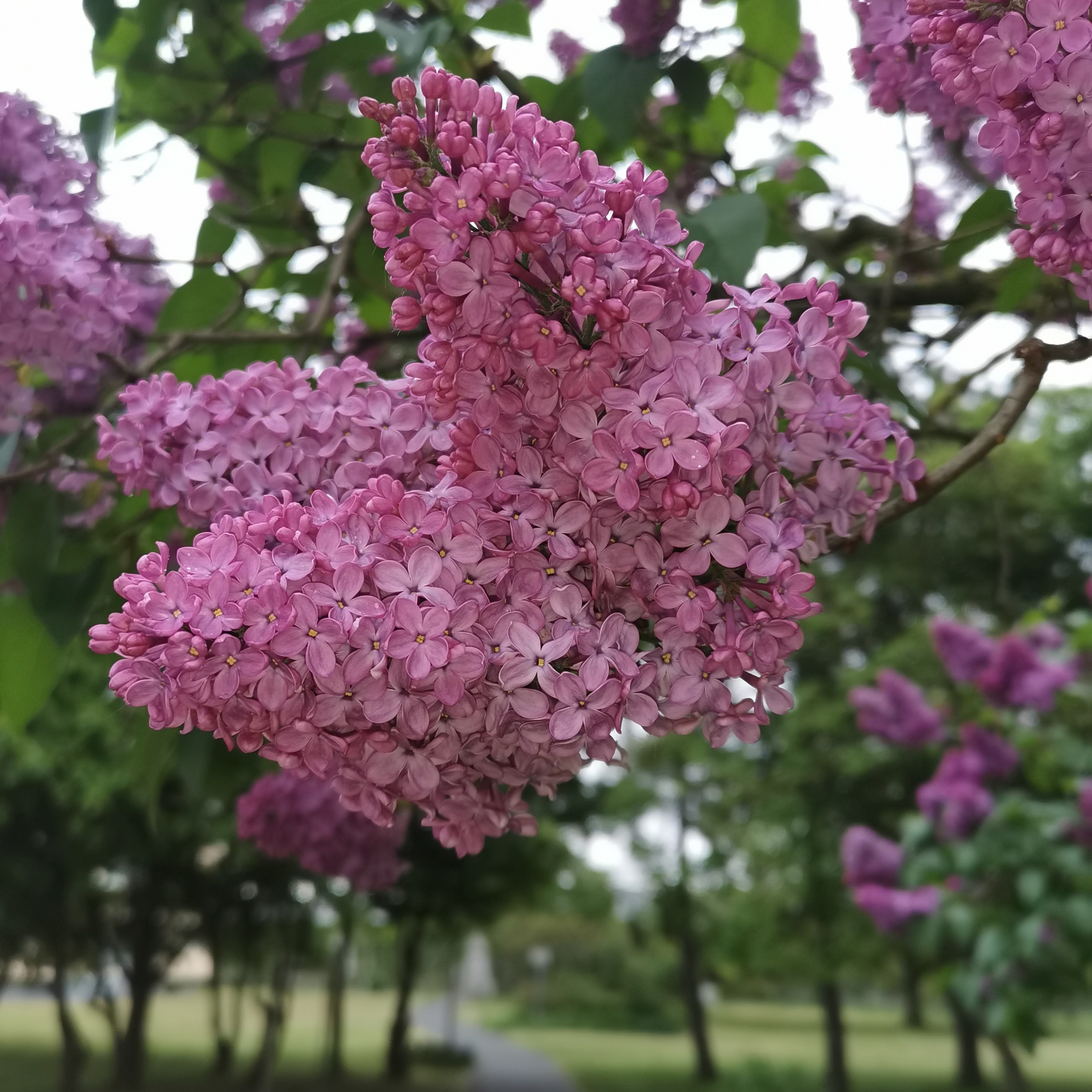 Wird Schon Schiefgehen cover art