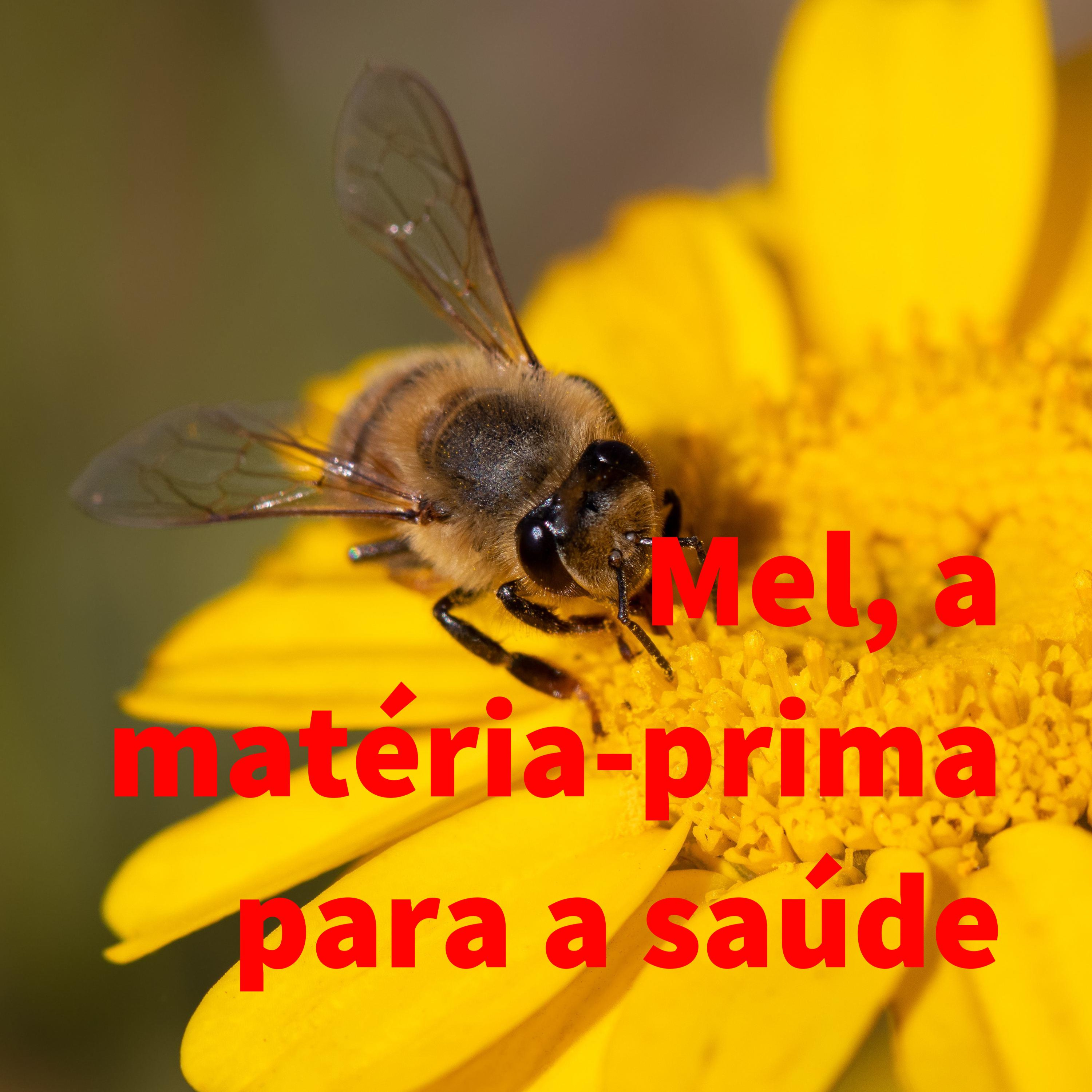 Mel, a matéria-prima para a saúde