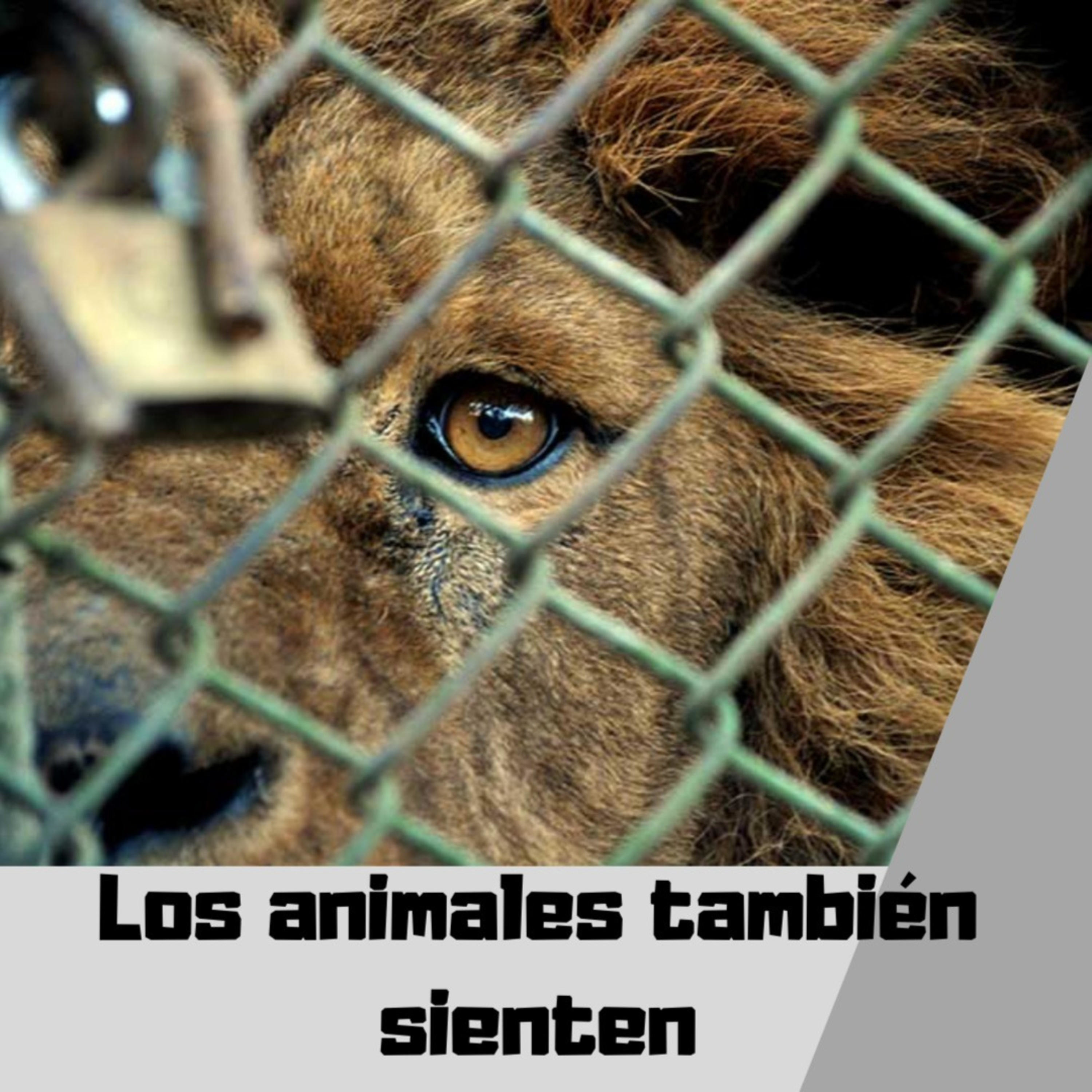 Los animales también sienten cover art