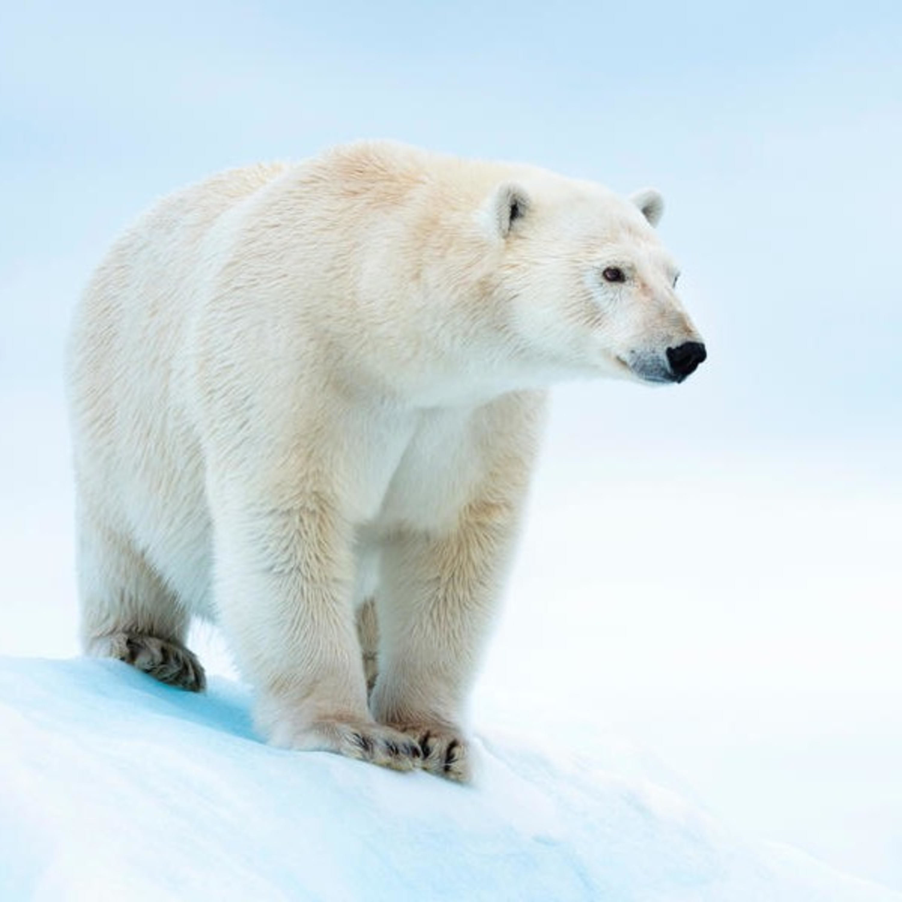 The Great Polar Bears