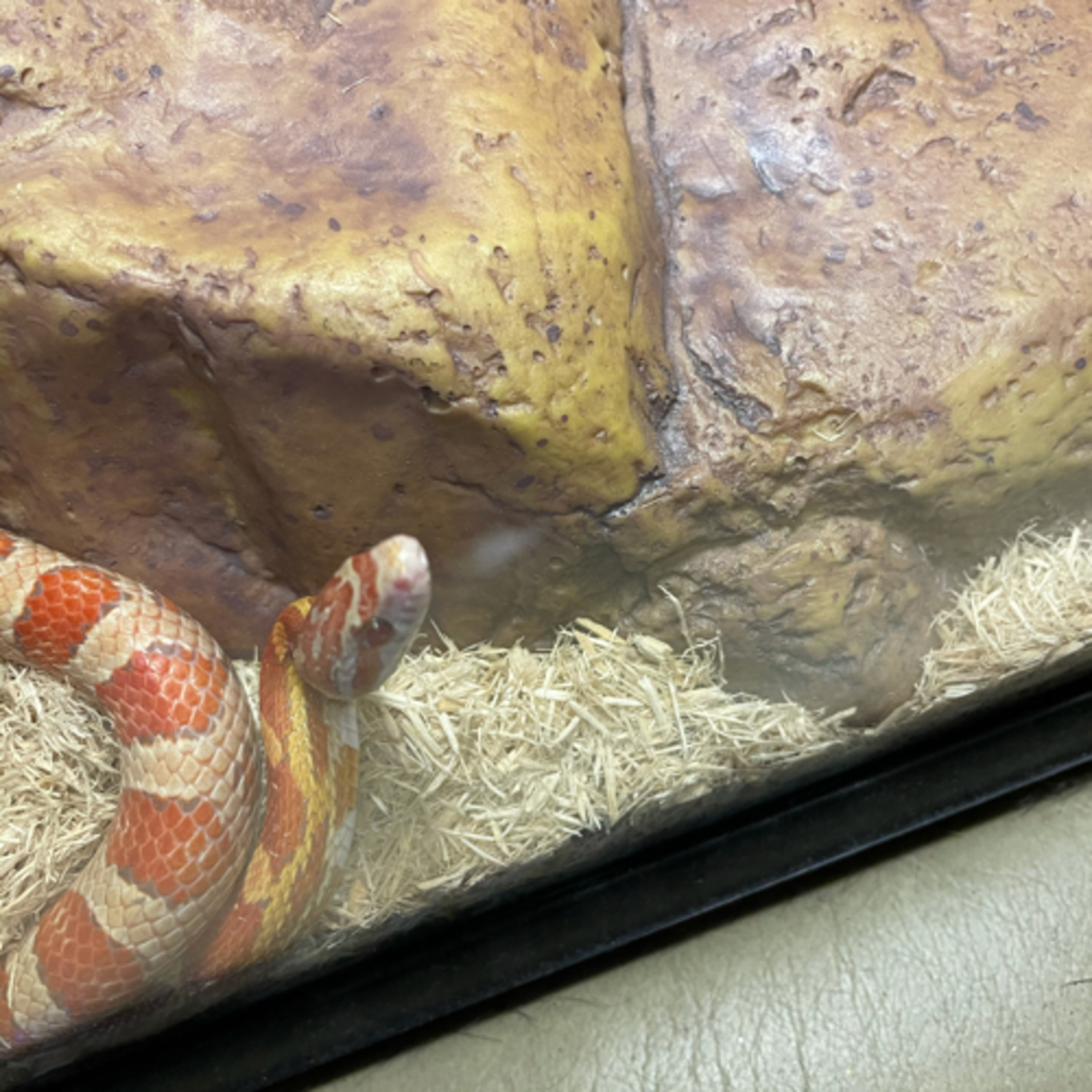 The Ridley and Mom show cover art