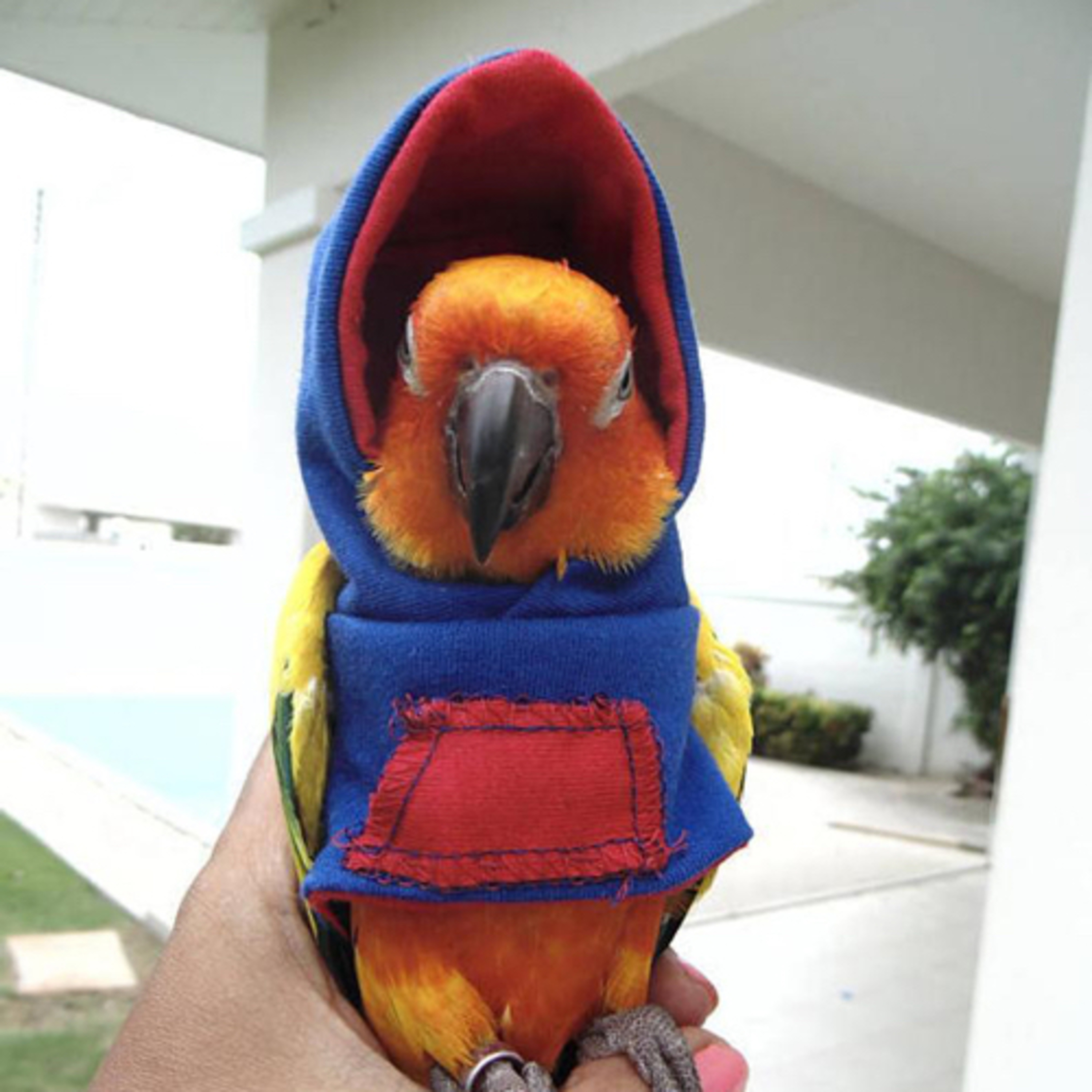 bird in a hoodie podcast artwork