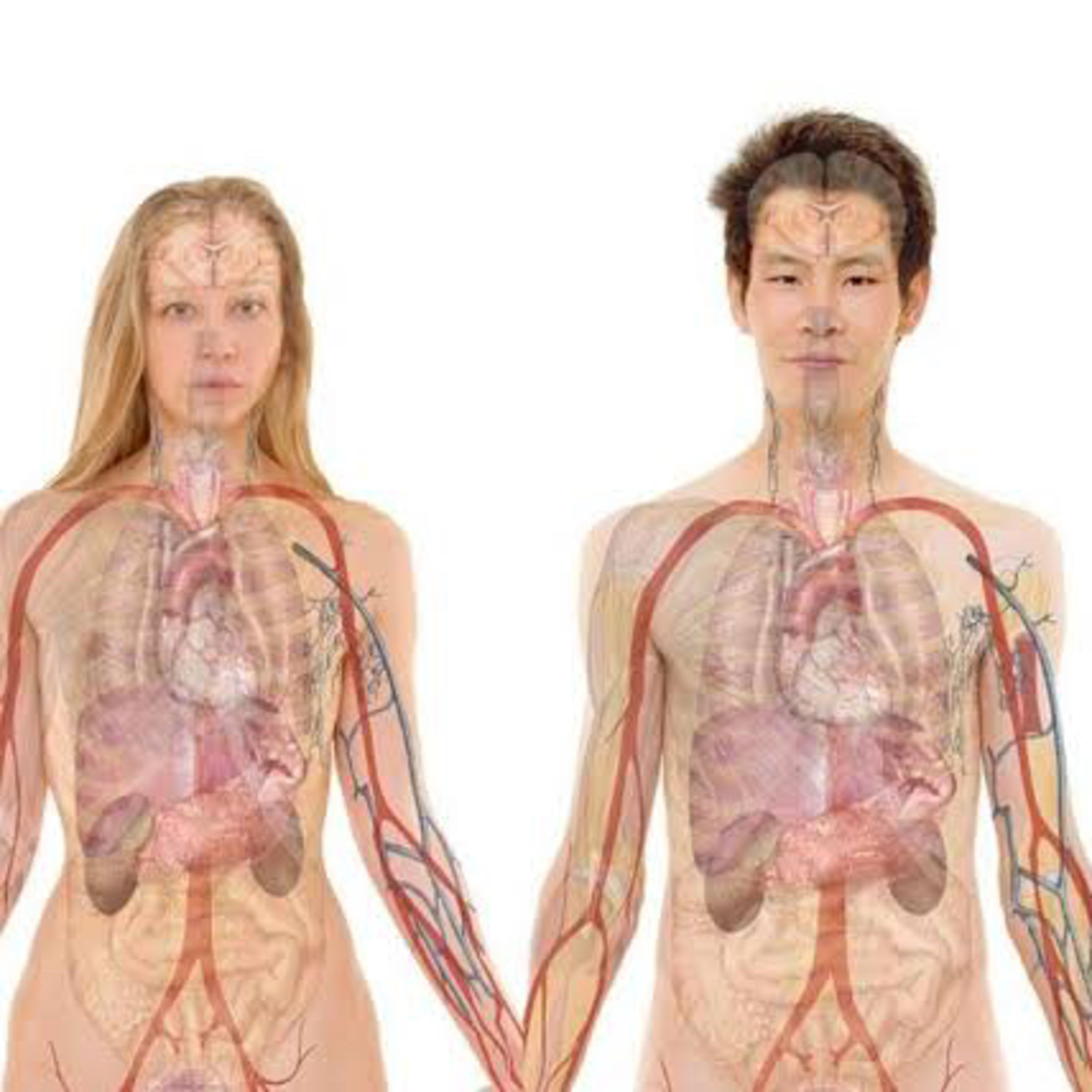 Curiosidades del cuerpo humano 