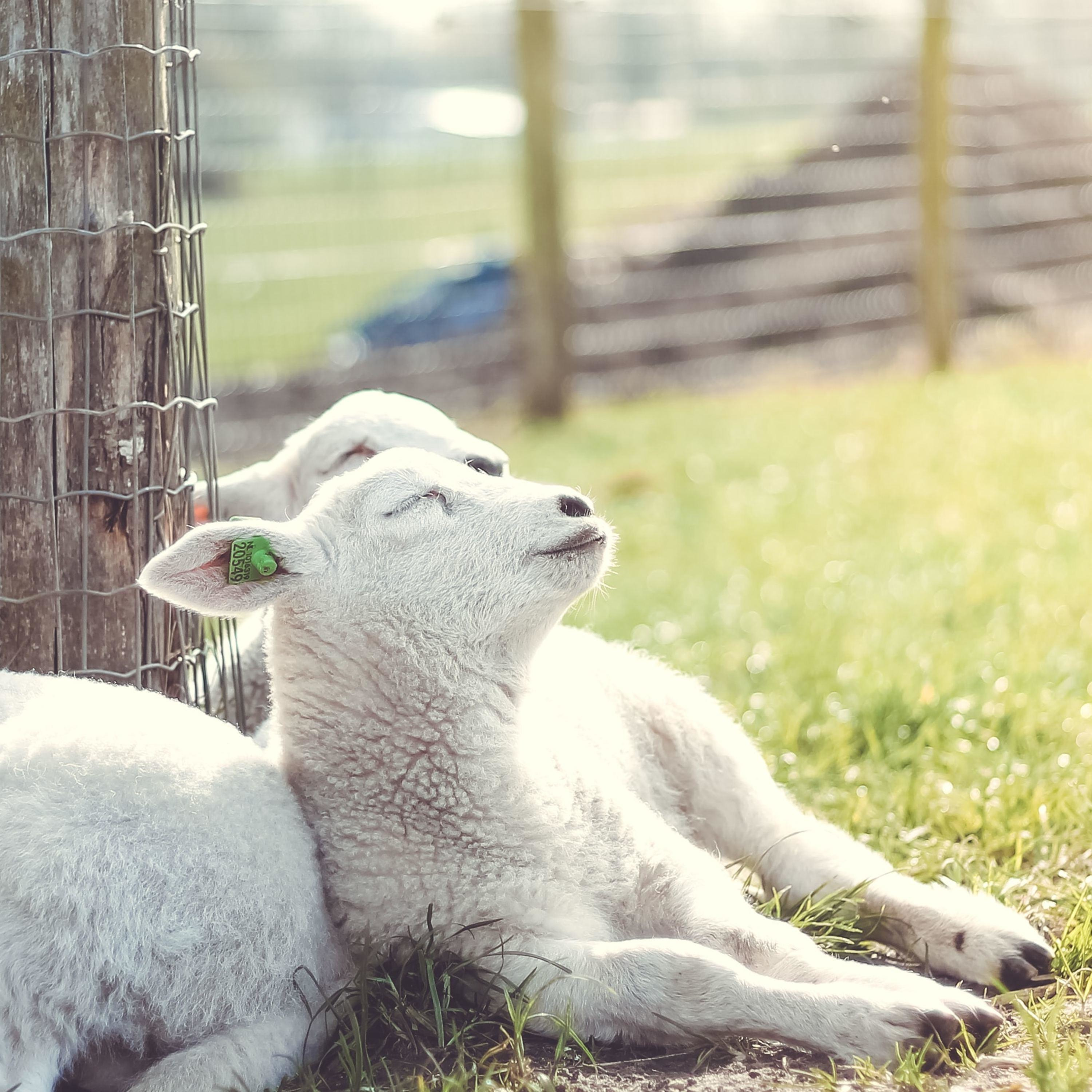 睡前聽故事『你認識迪士尼嗎?』