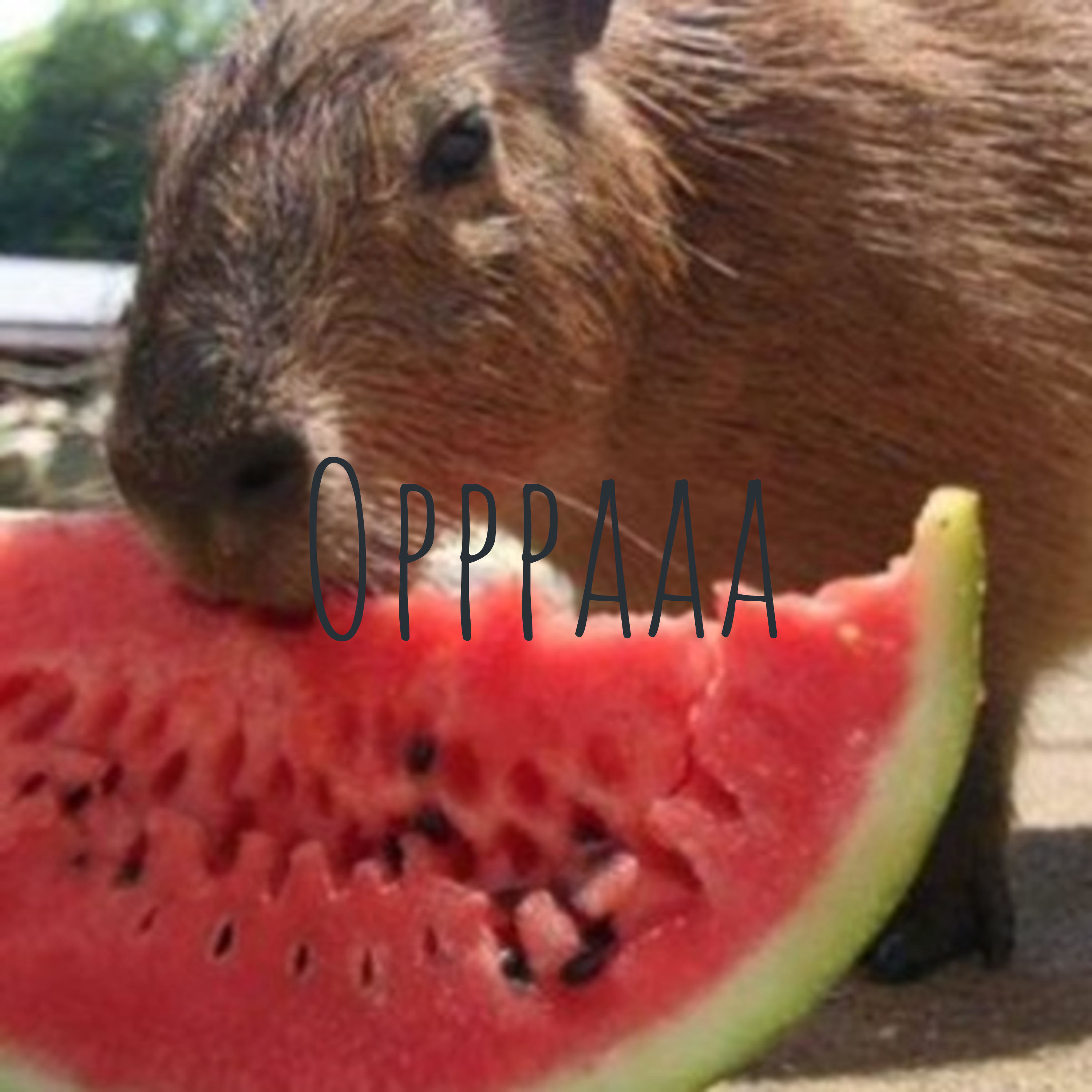 OPaaaa