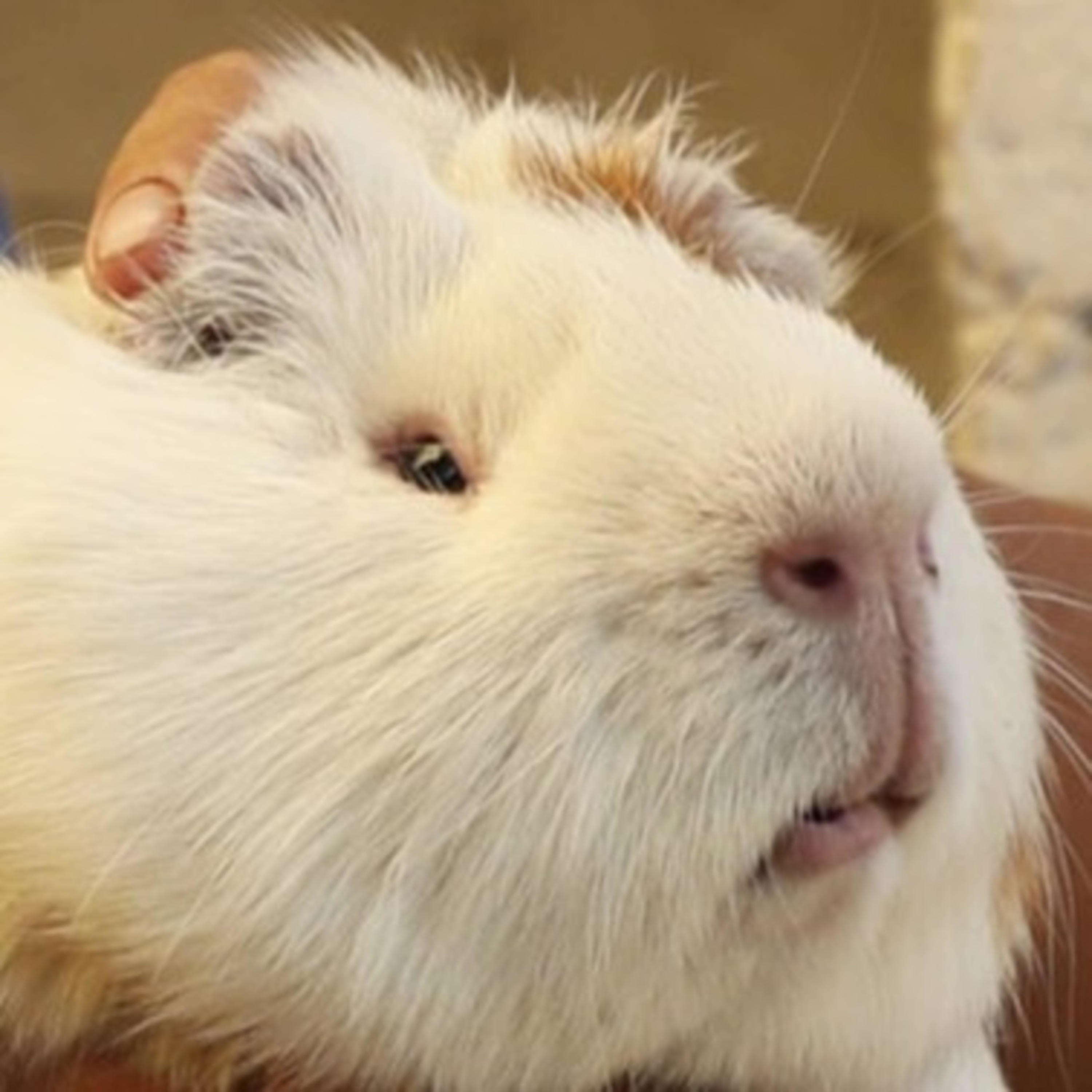 Artwork for Guinea Pigs being eaten