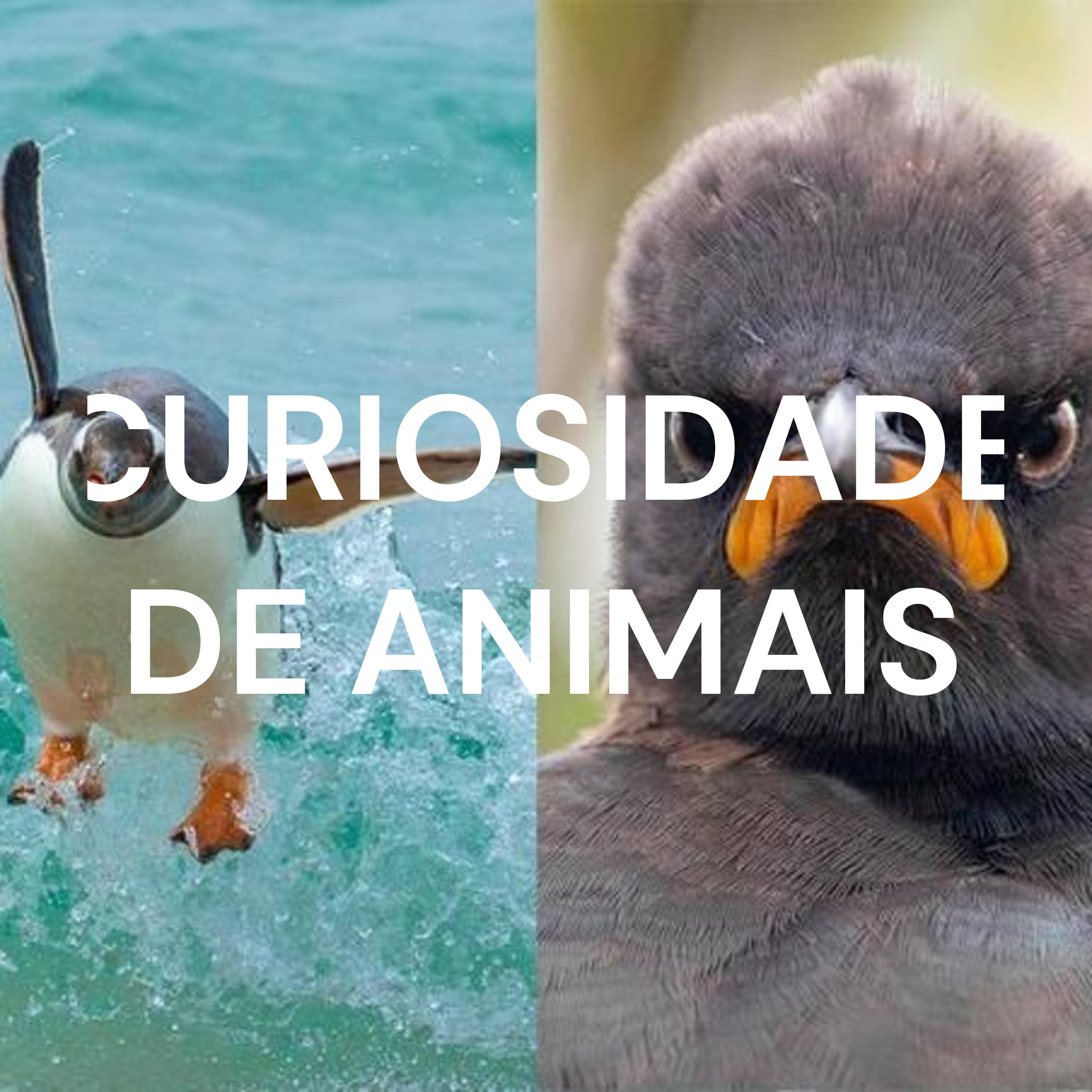CURIOSIDADE DE ANIMAIS
