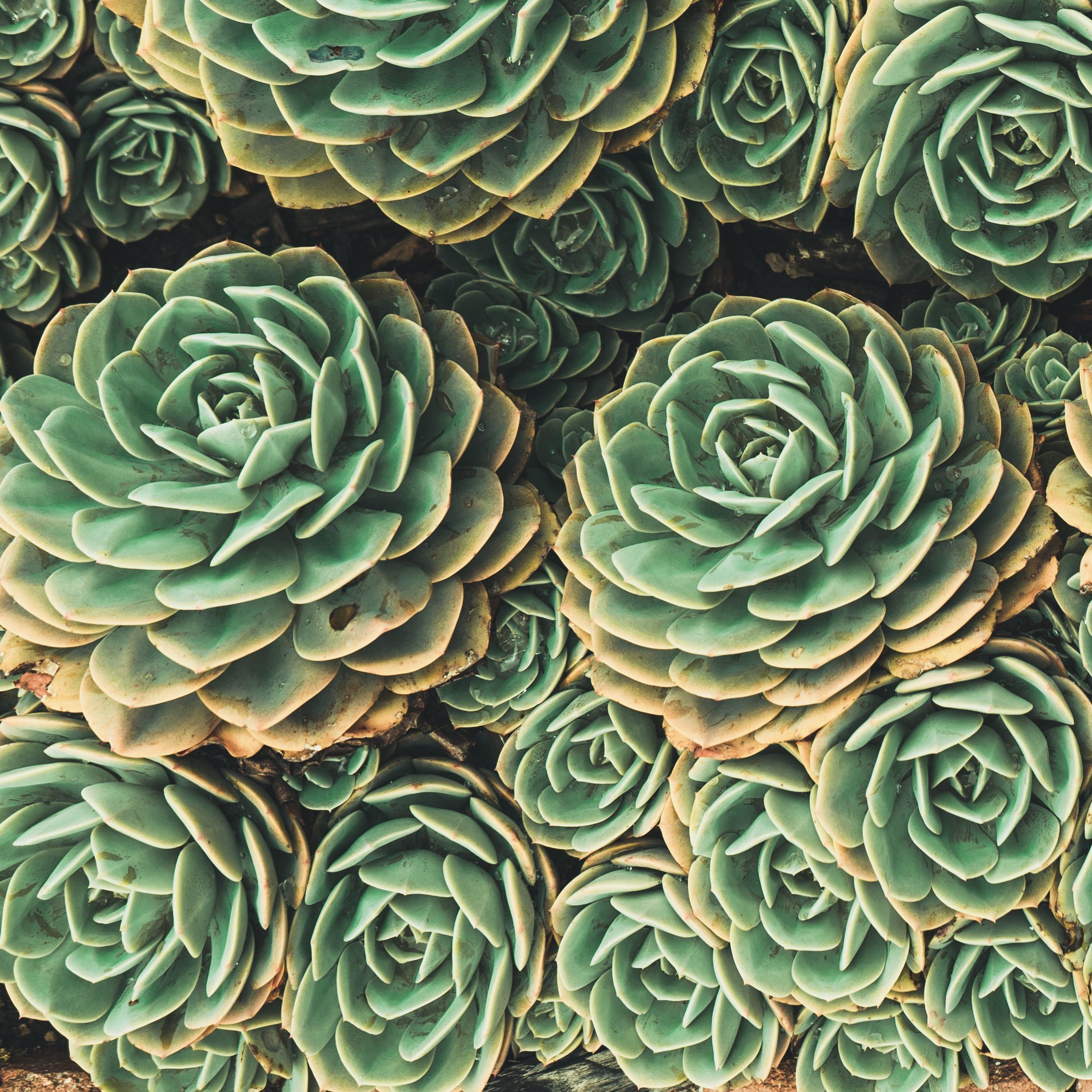 Hoang the B2B Lead Generator