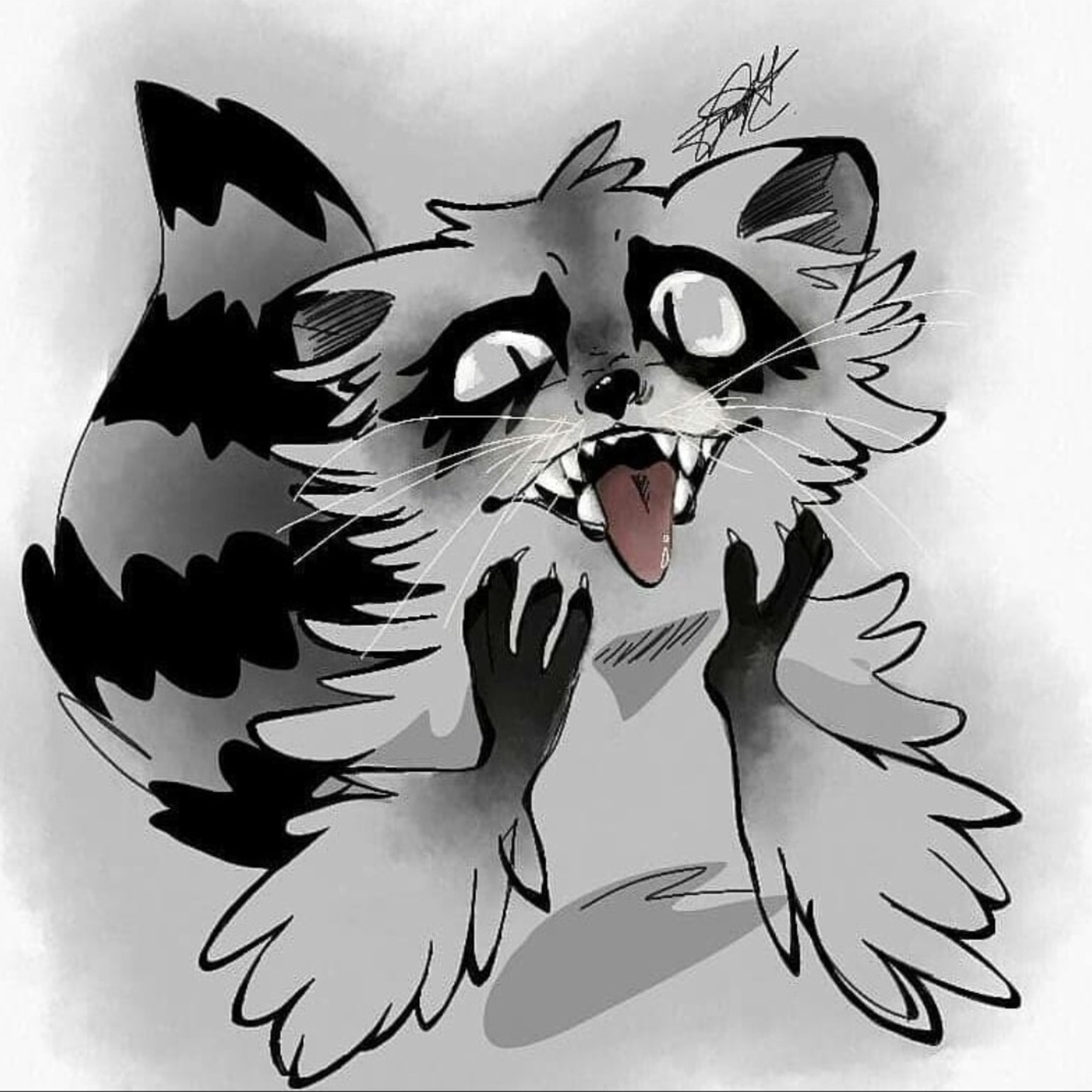 Viernes Con Un Mapache