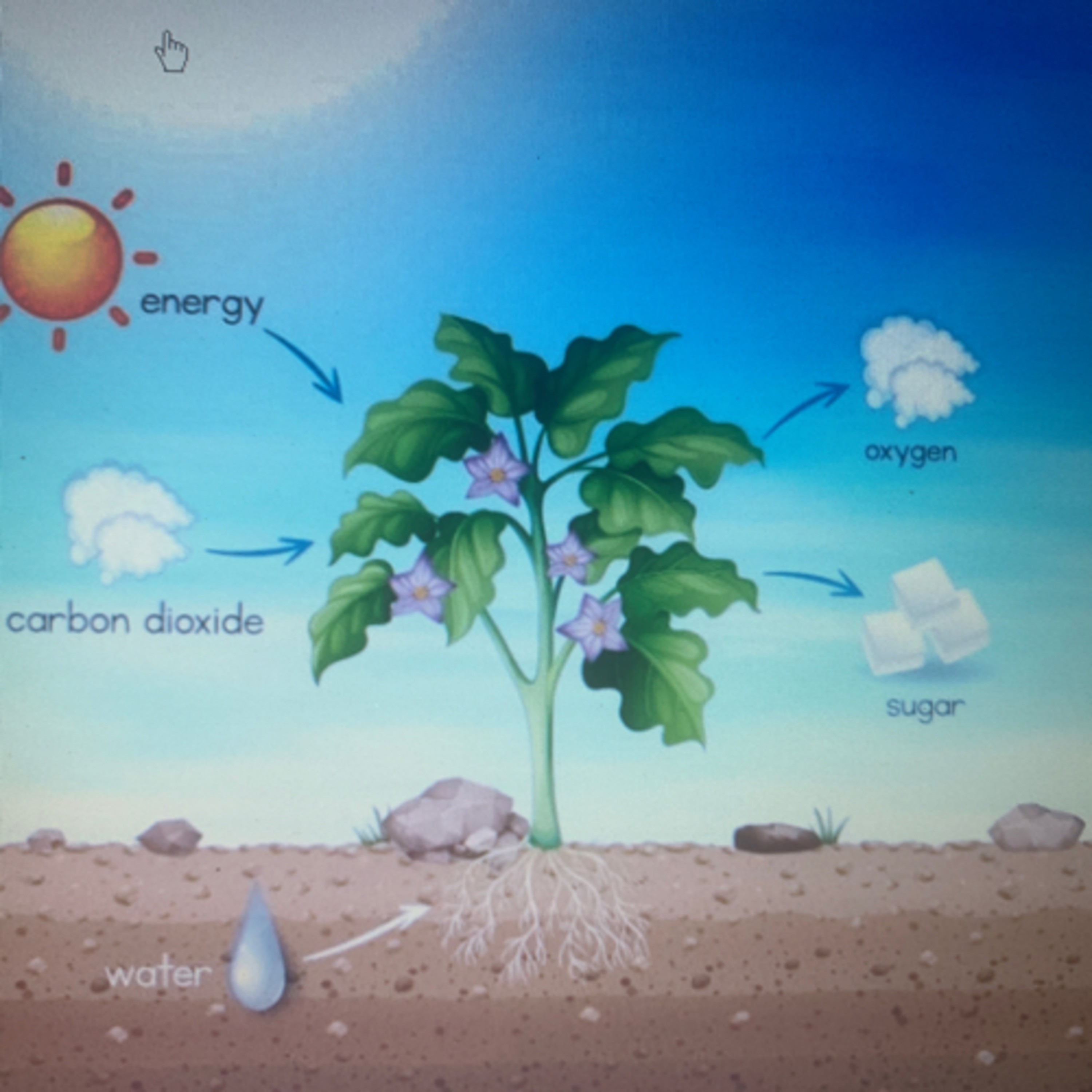 Respiration in plants introduction podcast artwork