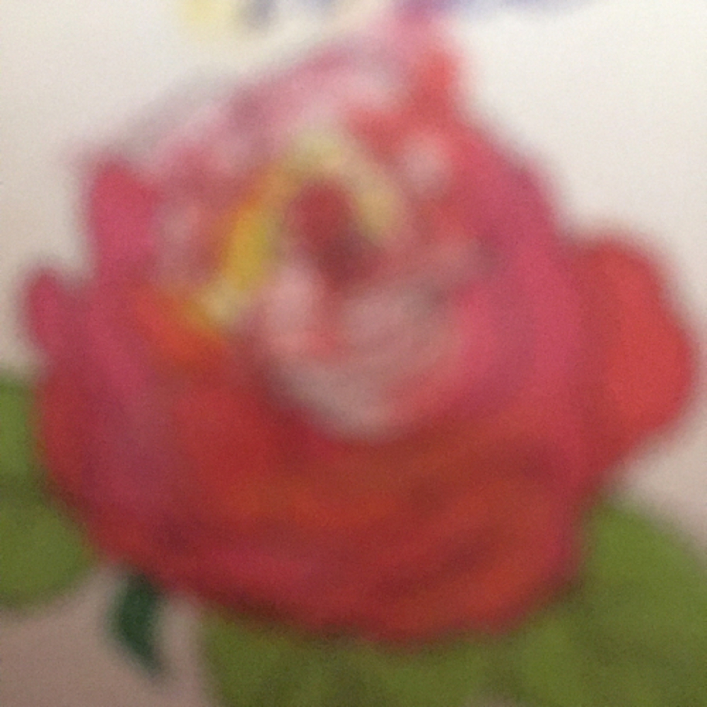 Lilys podcast artwork