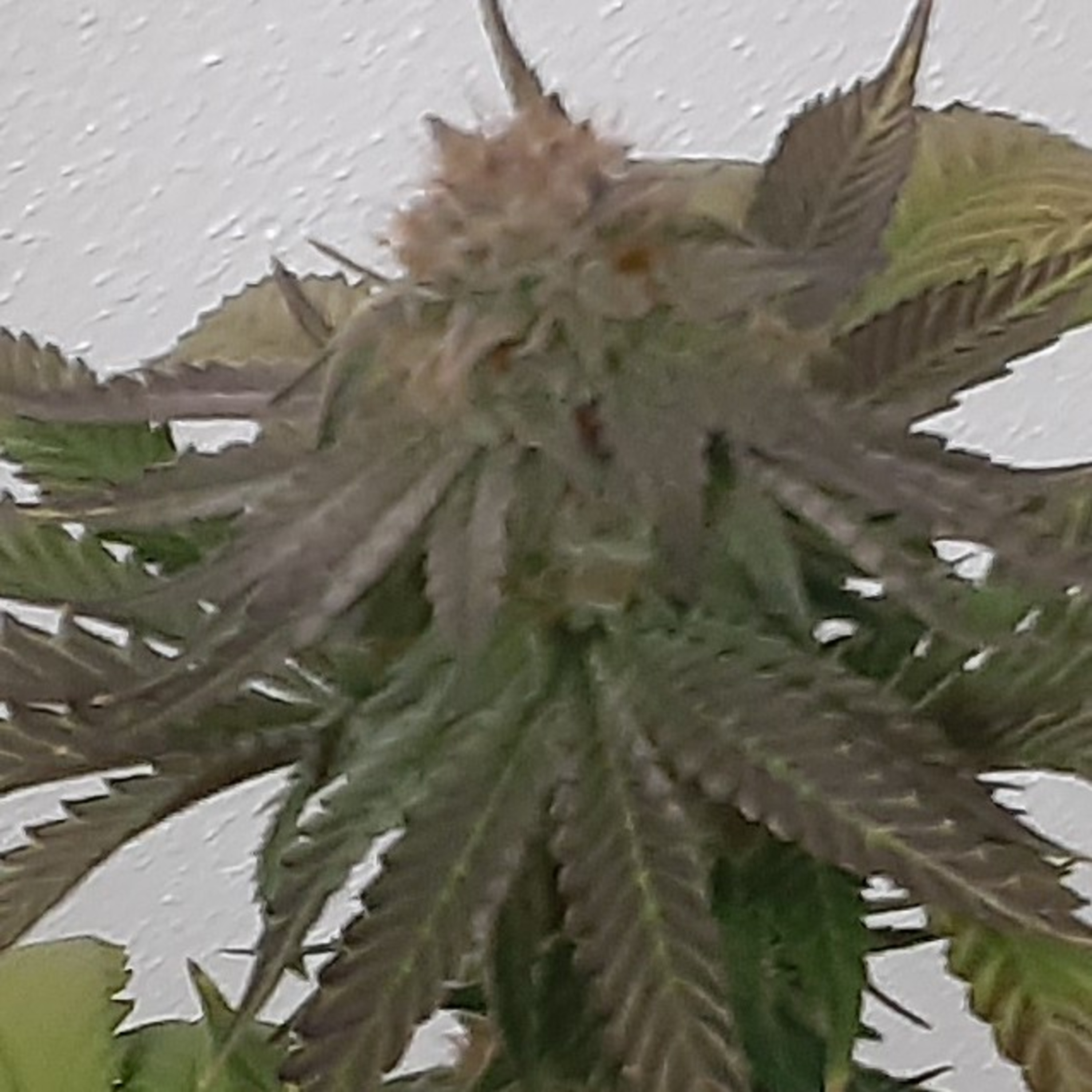 Cannatalk With Dee