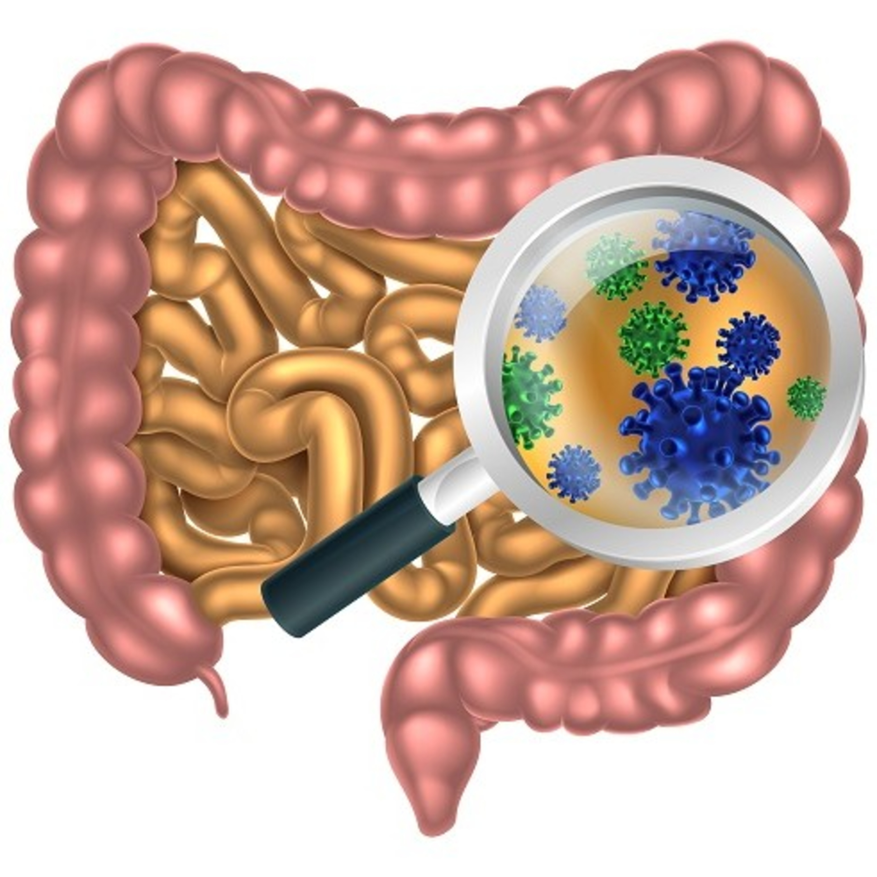 Microbiota Intestinal.
