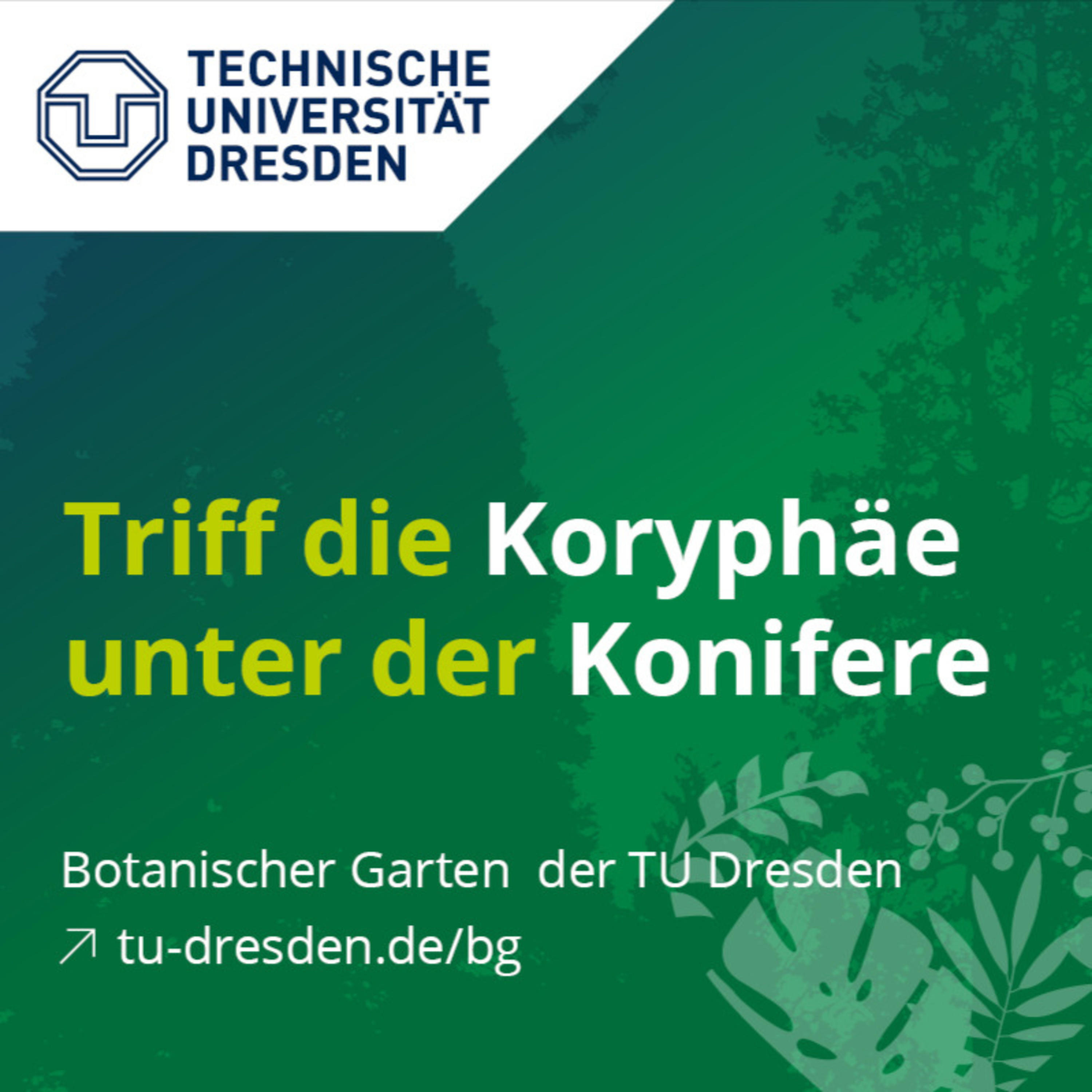 Triff die Koryphäe unter der Konifere