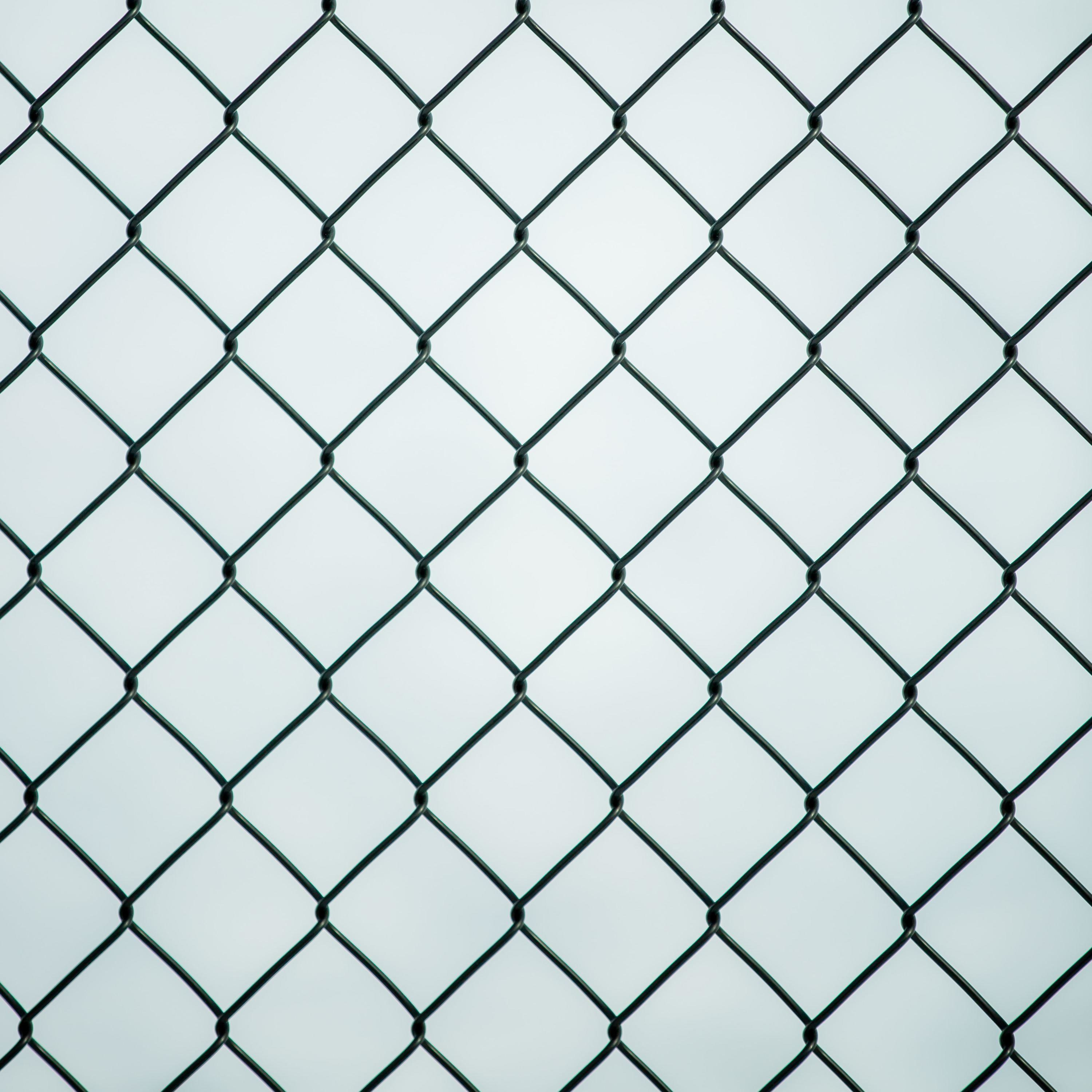 Lion Chasers Out Loud