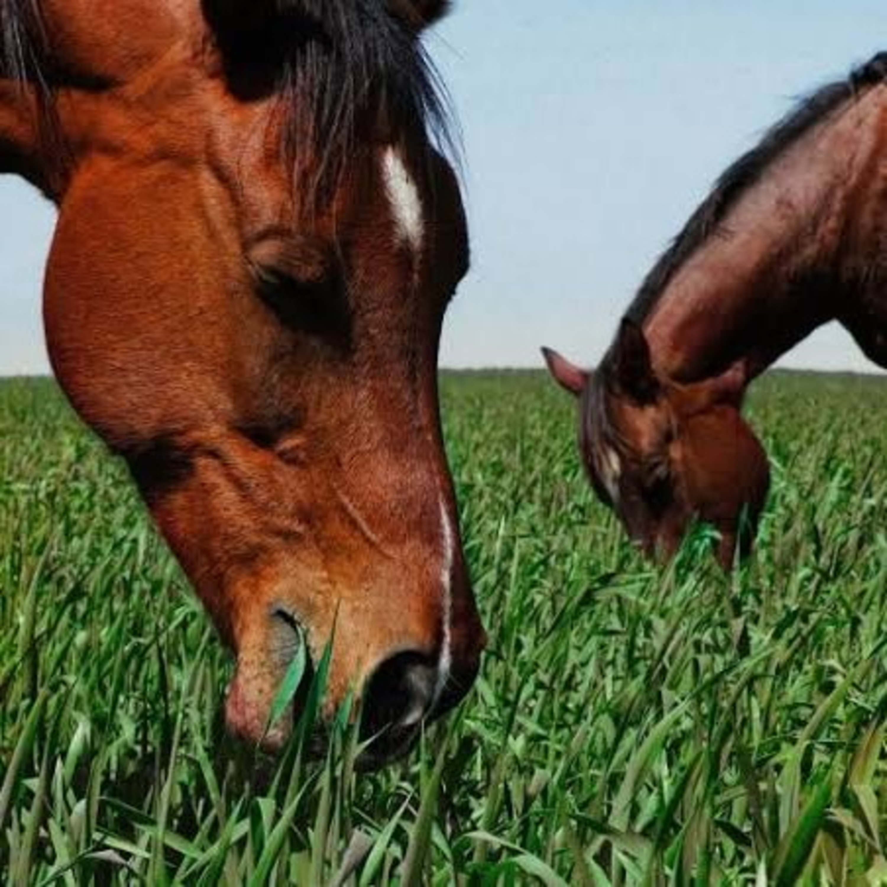 Tempo de Pastejo E Saúde Gástrica Equina