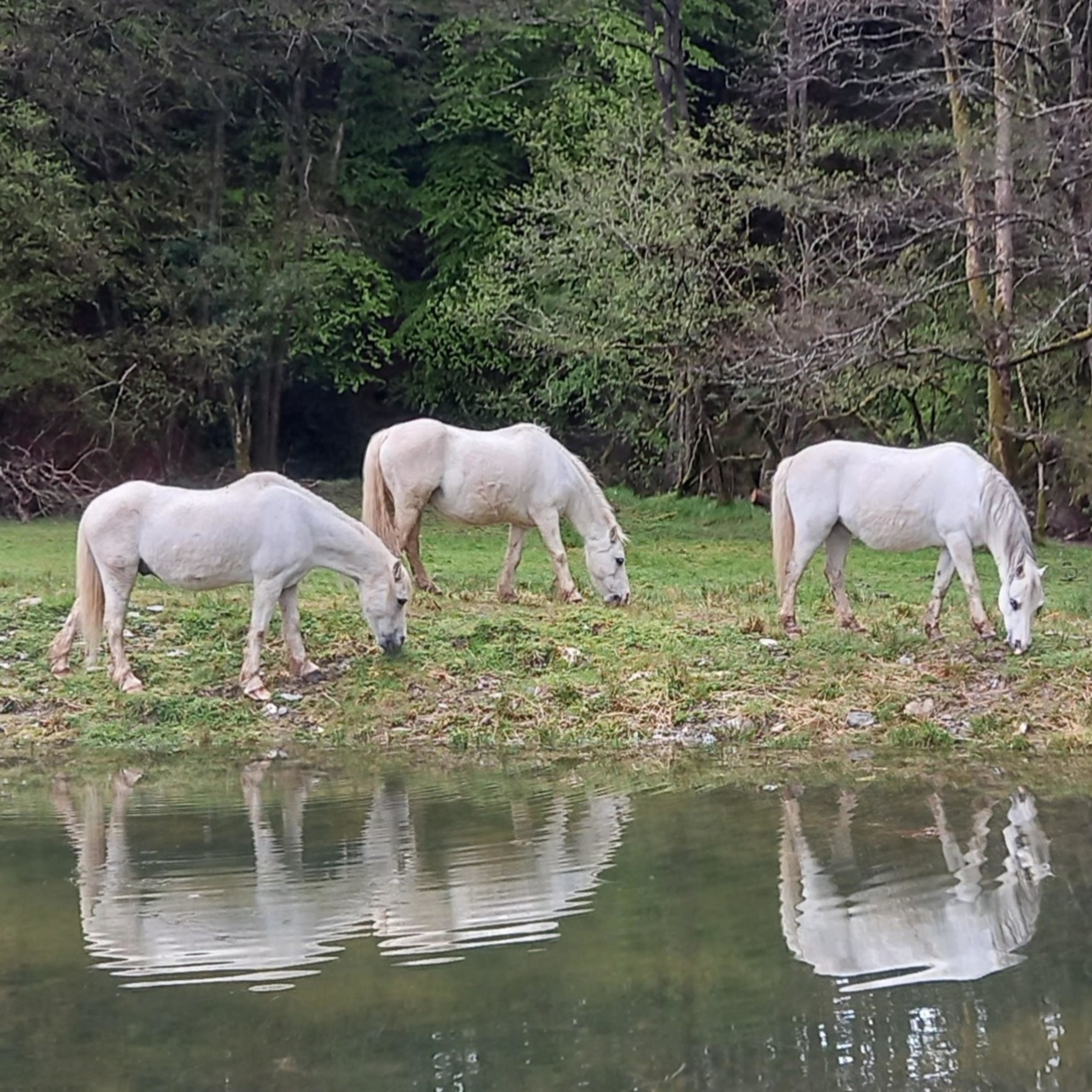 SimplySpace and Horses - Dissolving Fear, Anxiety And Stress