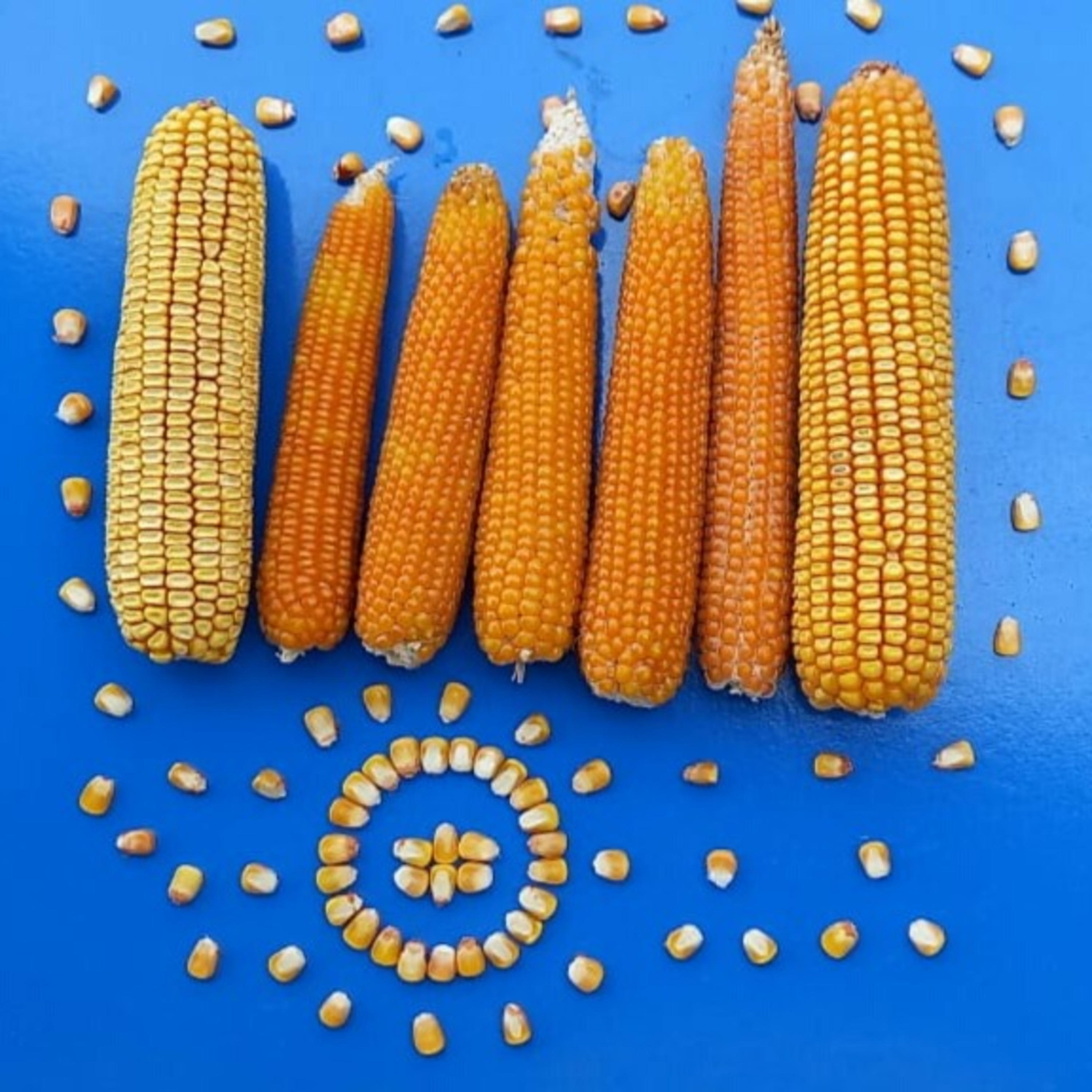 Agriecos