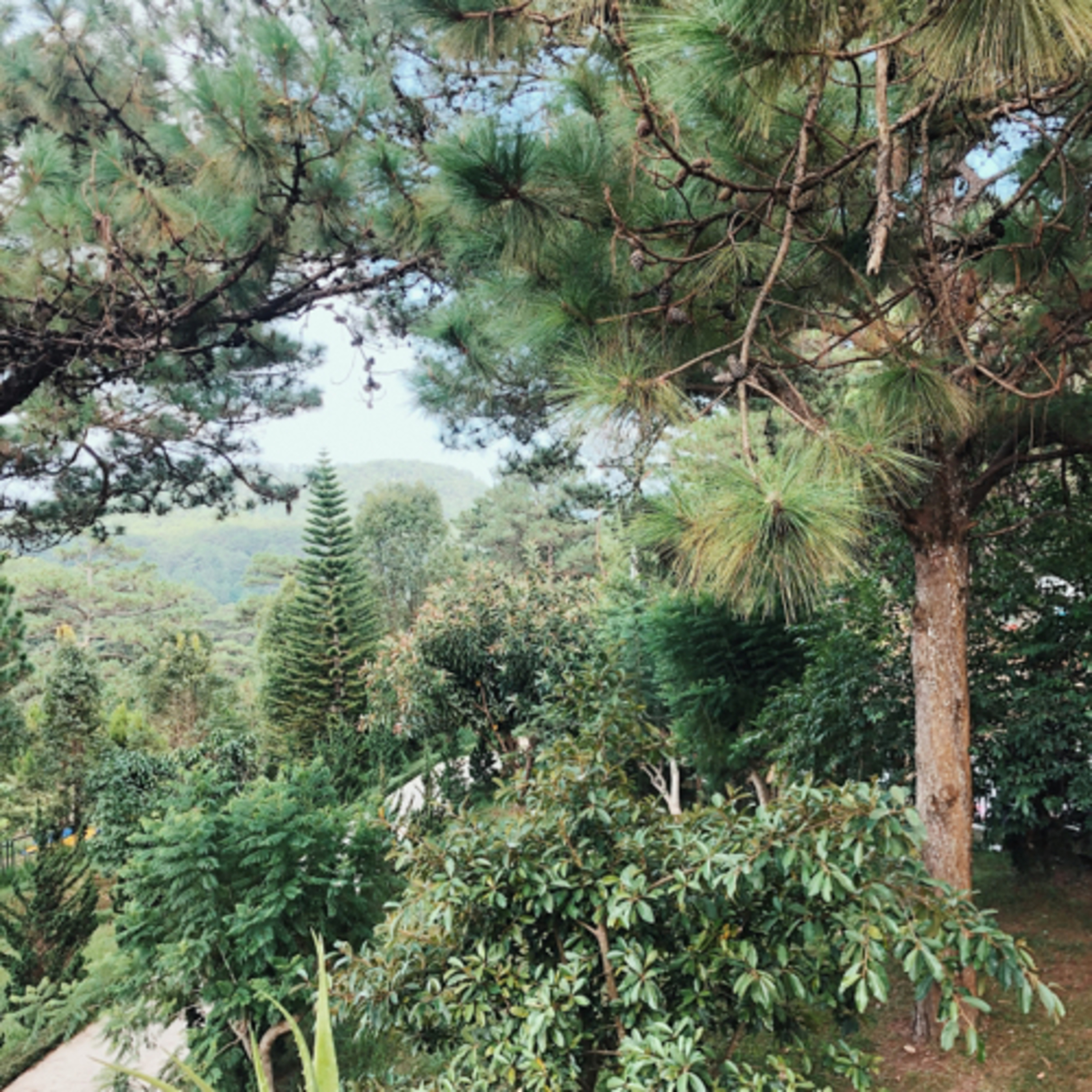 Dọn về Đà Lạt