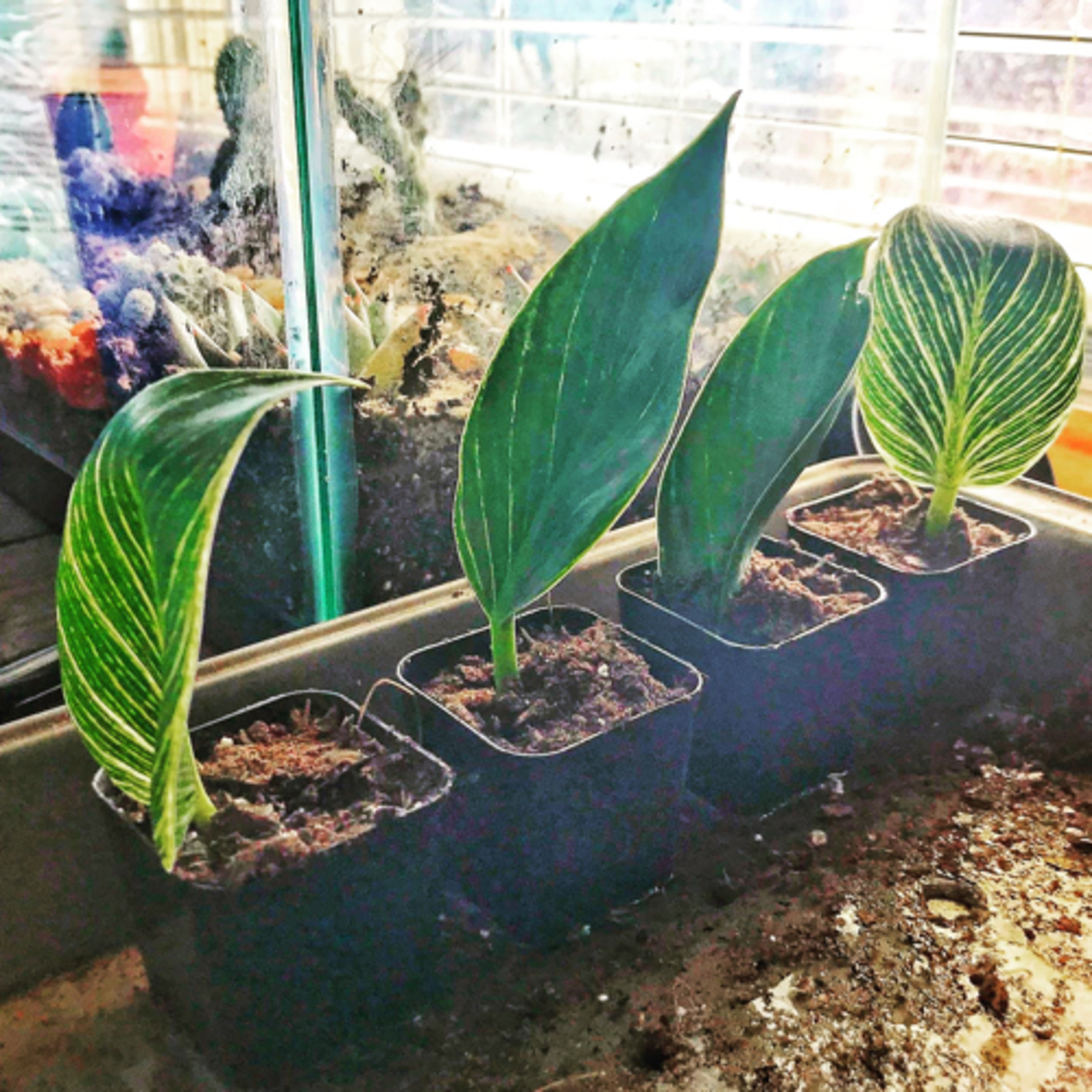 The Indoor Gardener with Greg Draiss