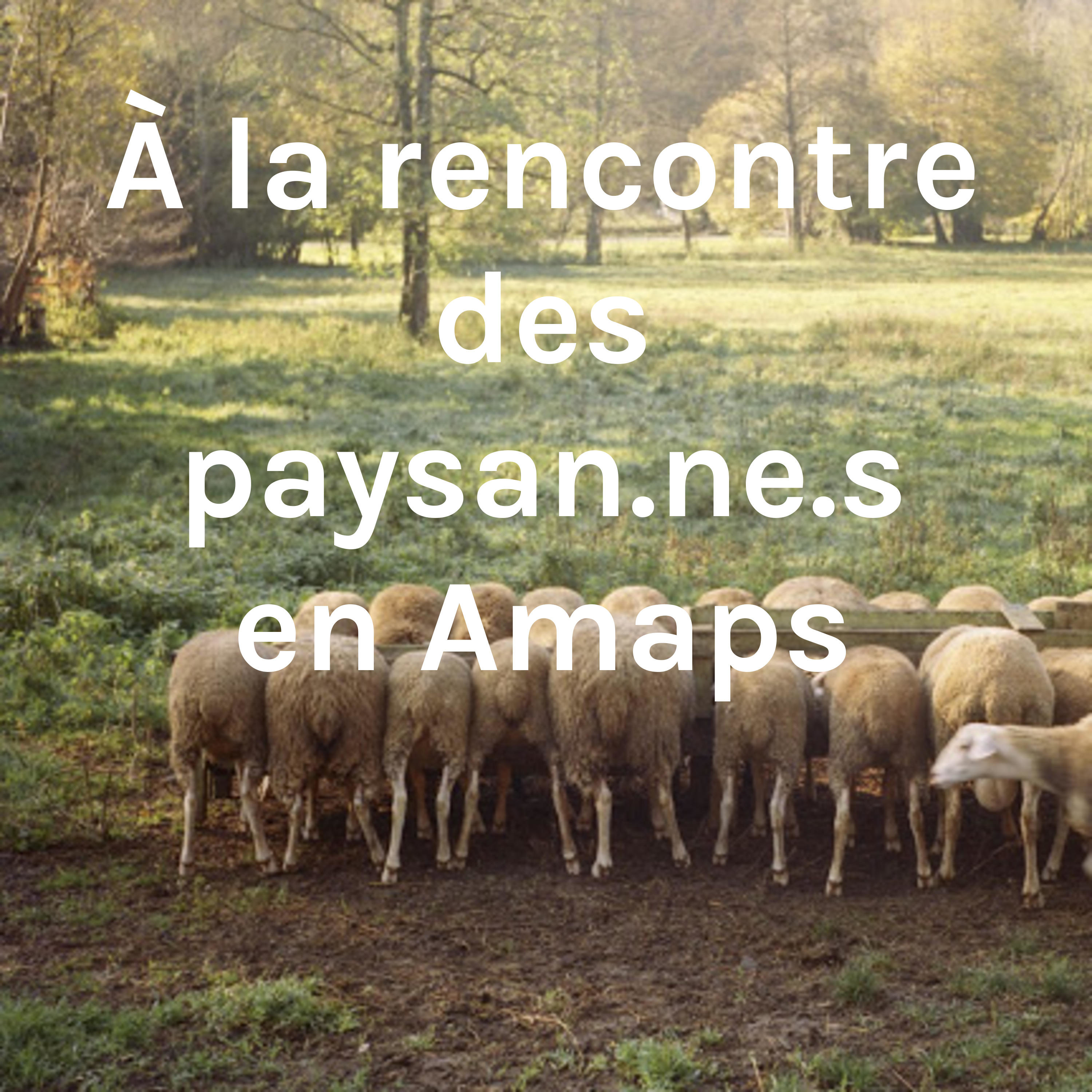 À la rencontre des paysan.ne.s en Amaps podcast artwork