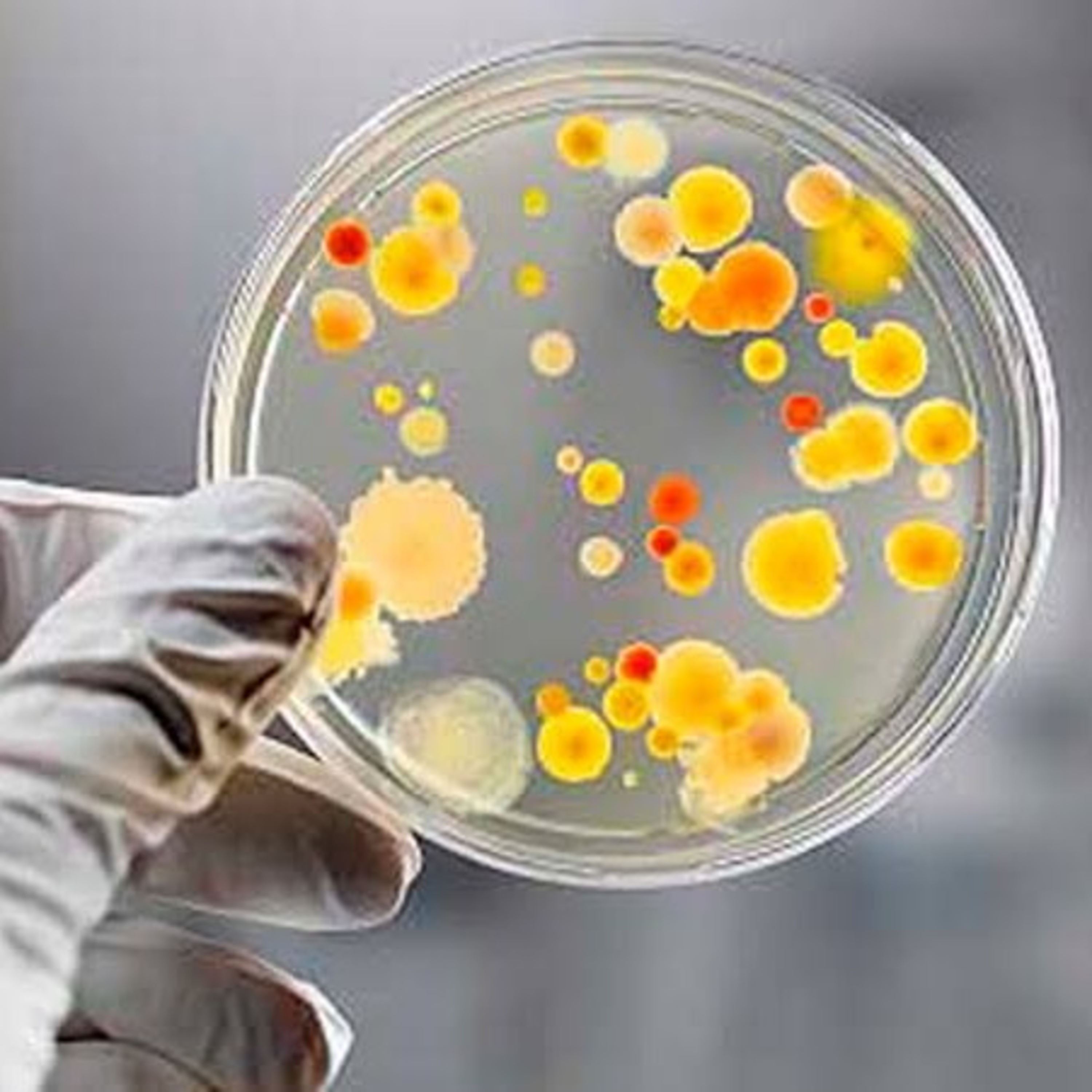 Mundo Lab: Episódio 01, Processos Biotecnológicos
