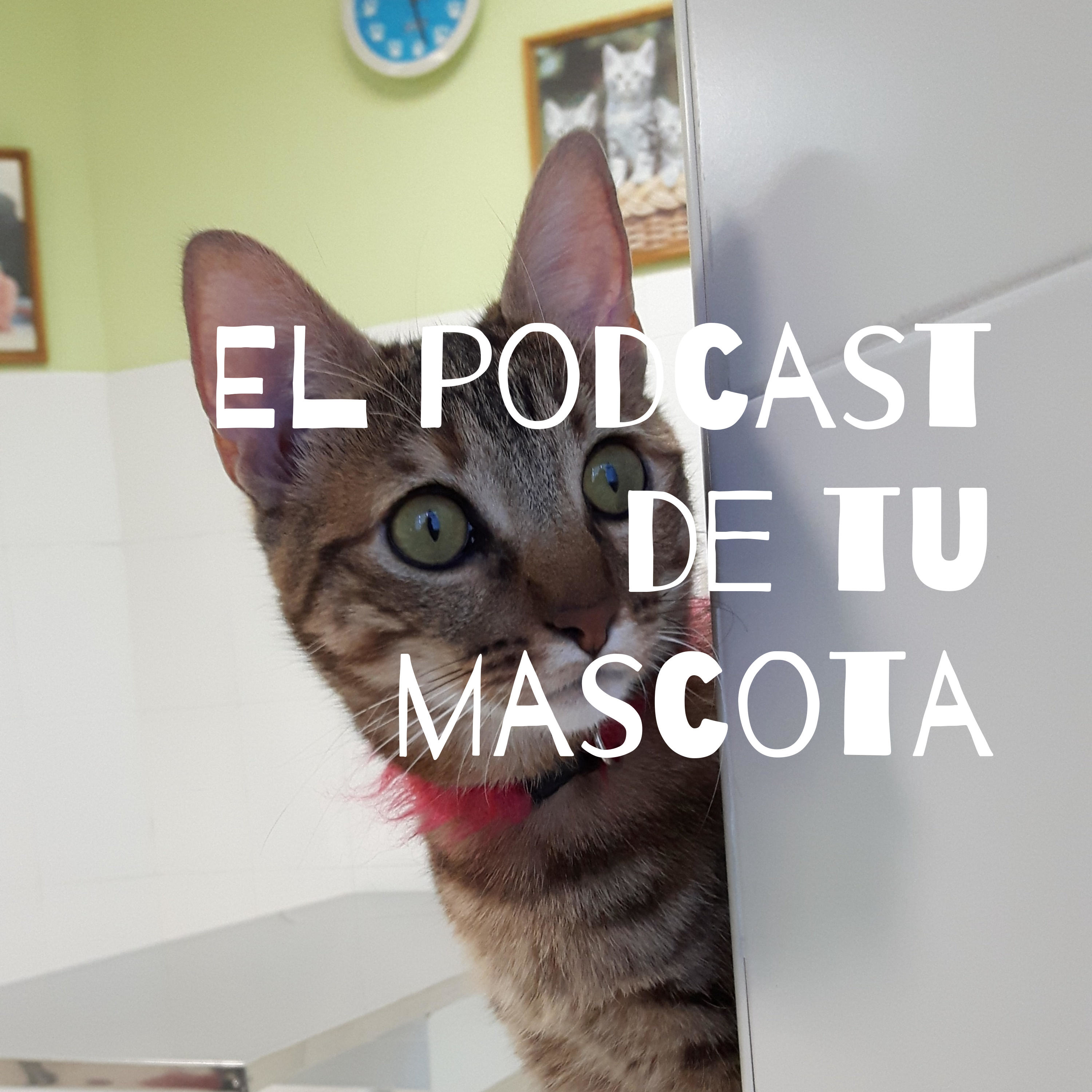 Mi mascota senior pierde peso