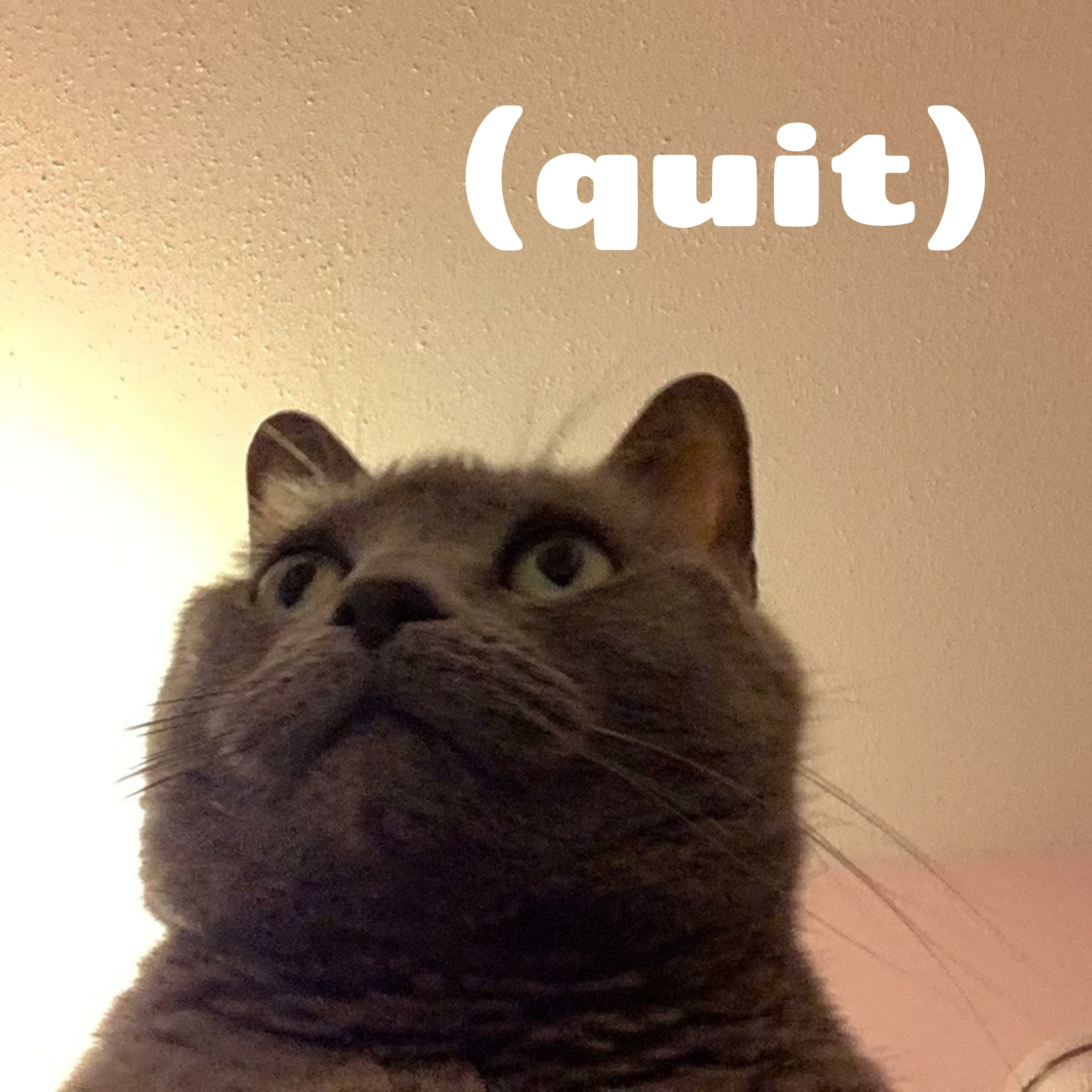 𝑃𝑒𝑎𝑐ℎ𝑒𝑠 ＆ 𝐴𝑟𝑡 (quit) podcast artwork